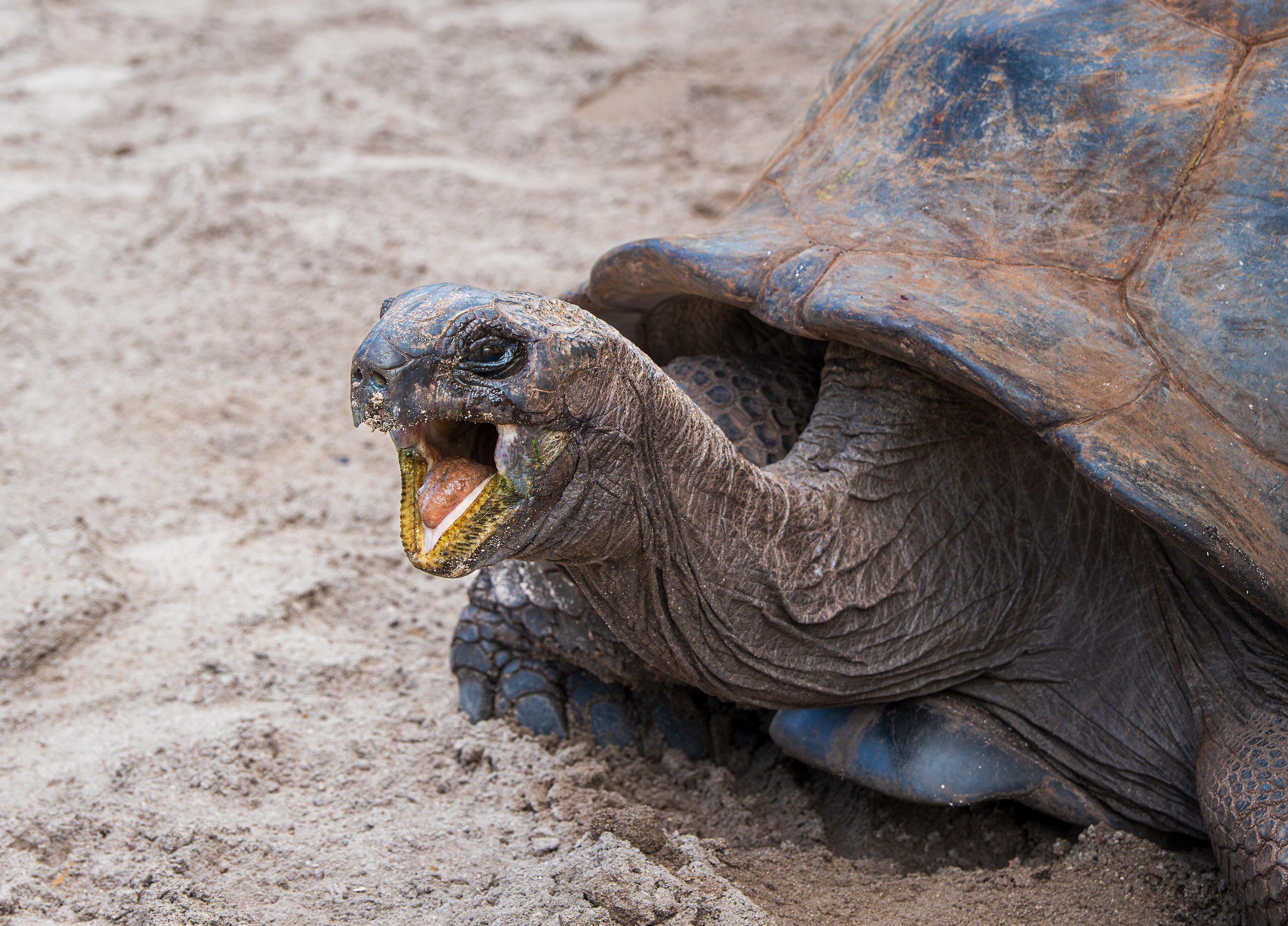 An Aldabra giant tortoise on Curieuse Island, Seychelles