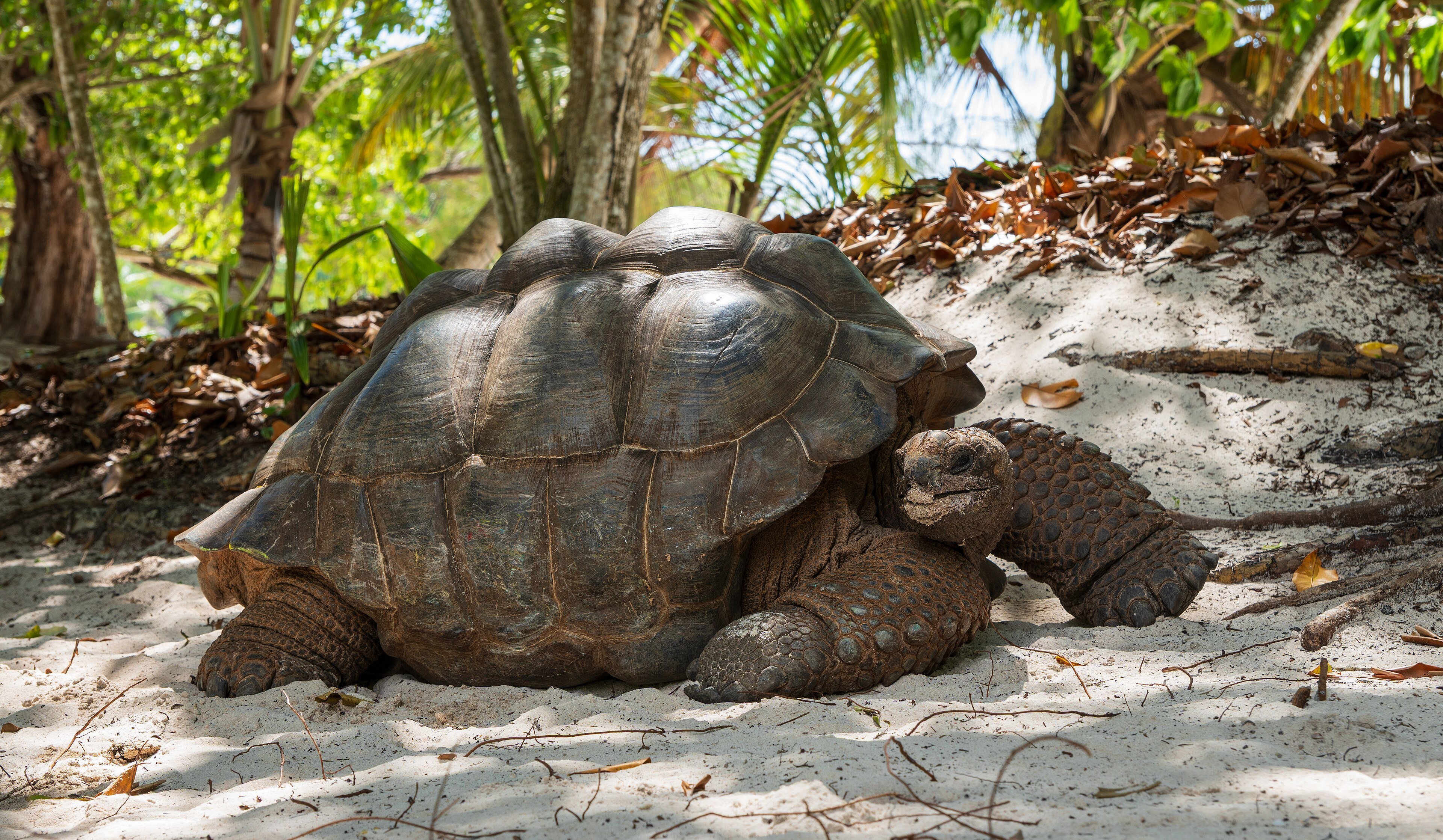 A giant tortoise near a beach on La Digue, Seychelles