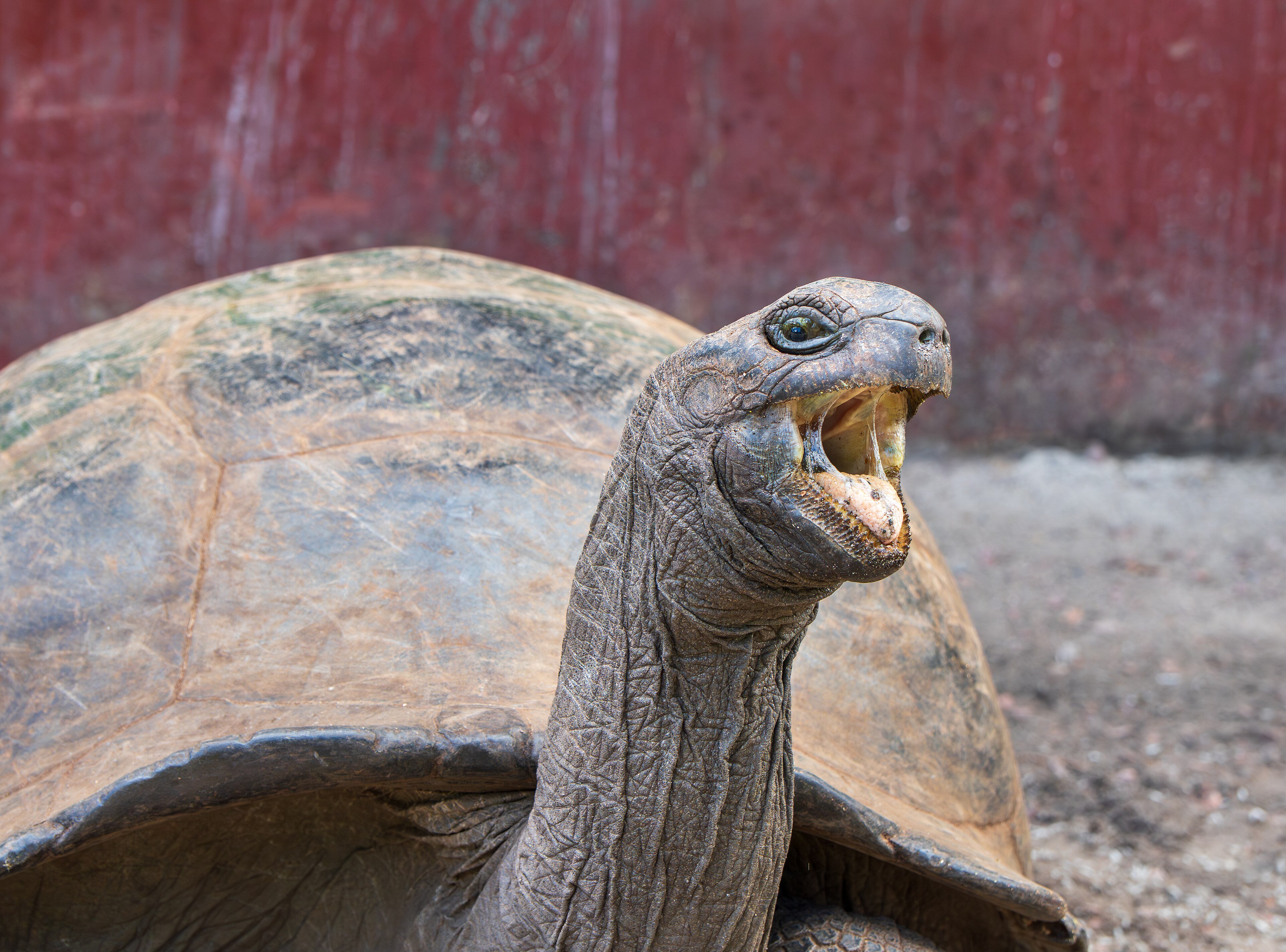 A giant tortoise grazing on Curieuse Island