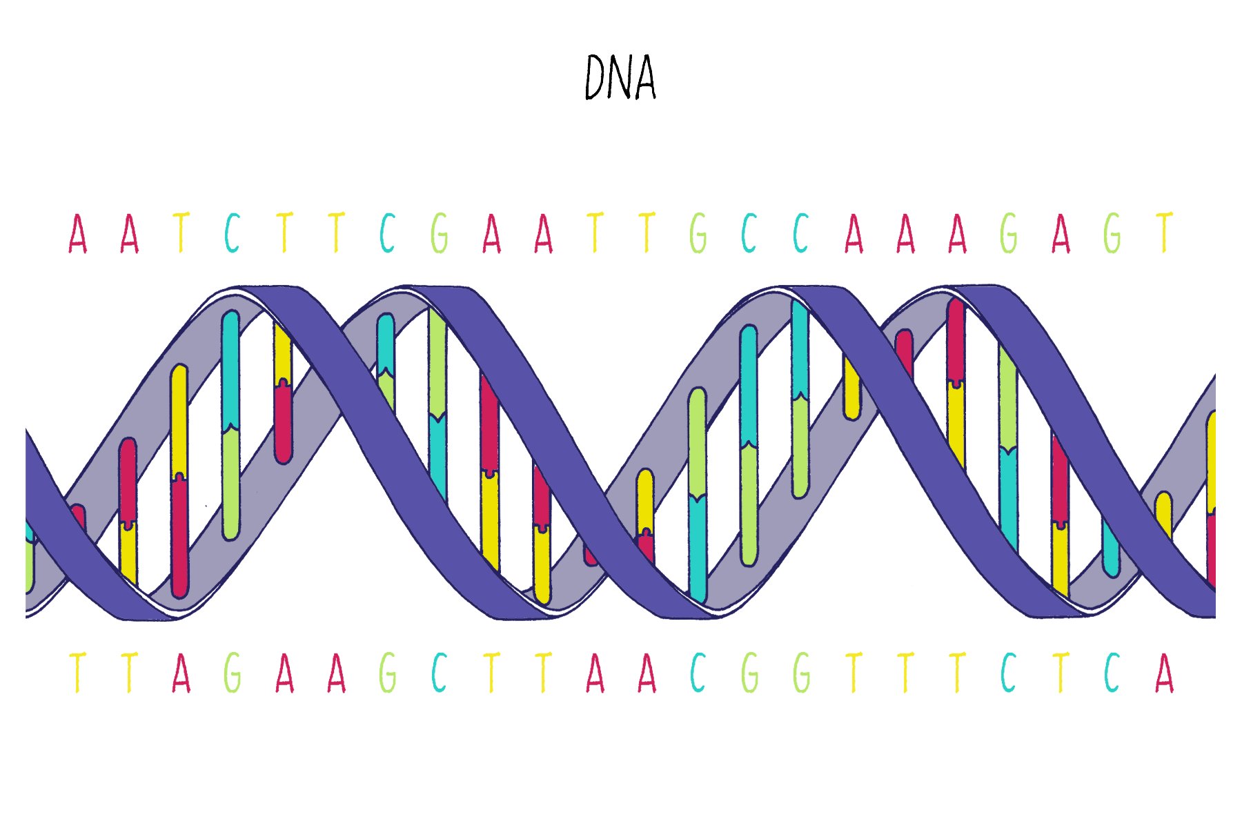 An illustration of the DNA double helix
