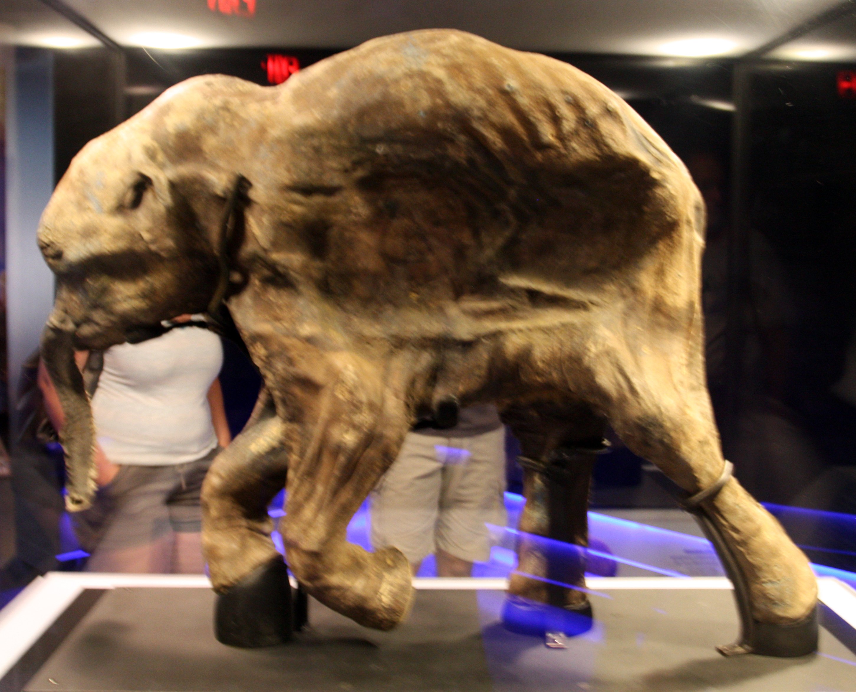 Lyuba, a mummified baby woolly mammoth found in Siberia in 2007, lying on her side in a museum display