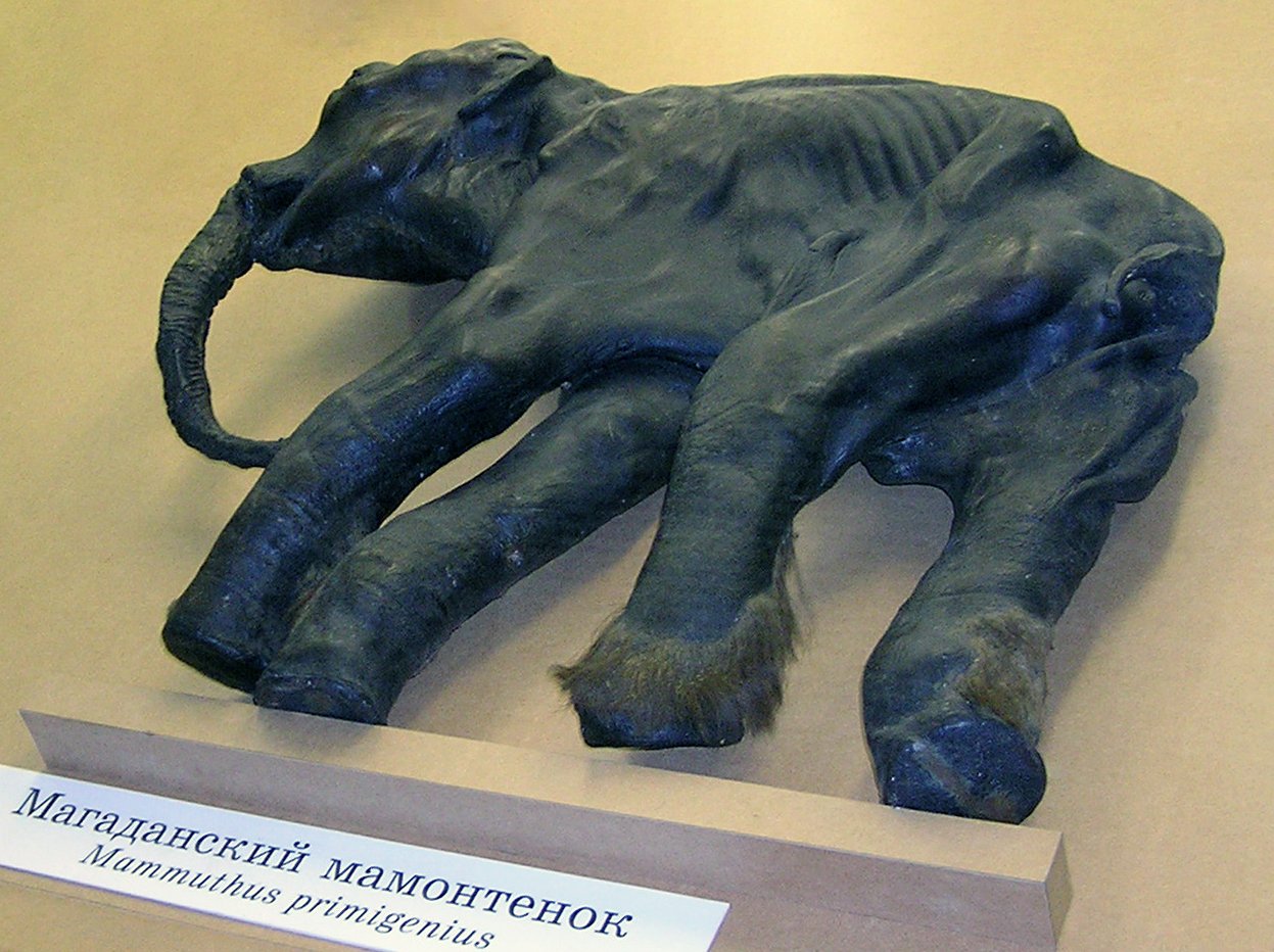 Dima, a dark, flattened woolly mammoth calf found in 1977, lying in a glass case at a museum
