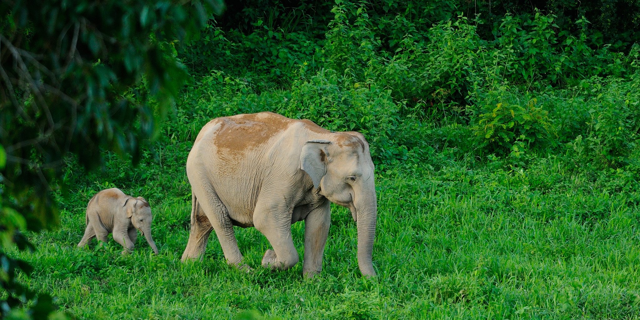 An Asian elephant mother walking with her small calf in a grassy national park in Thailand