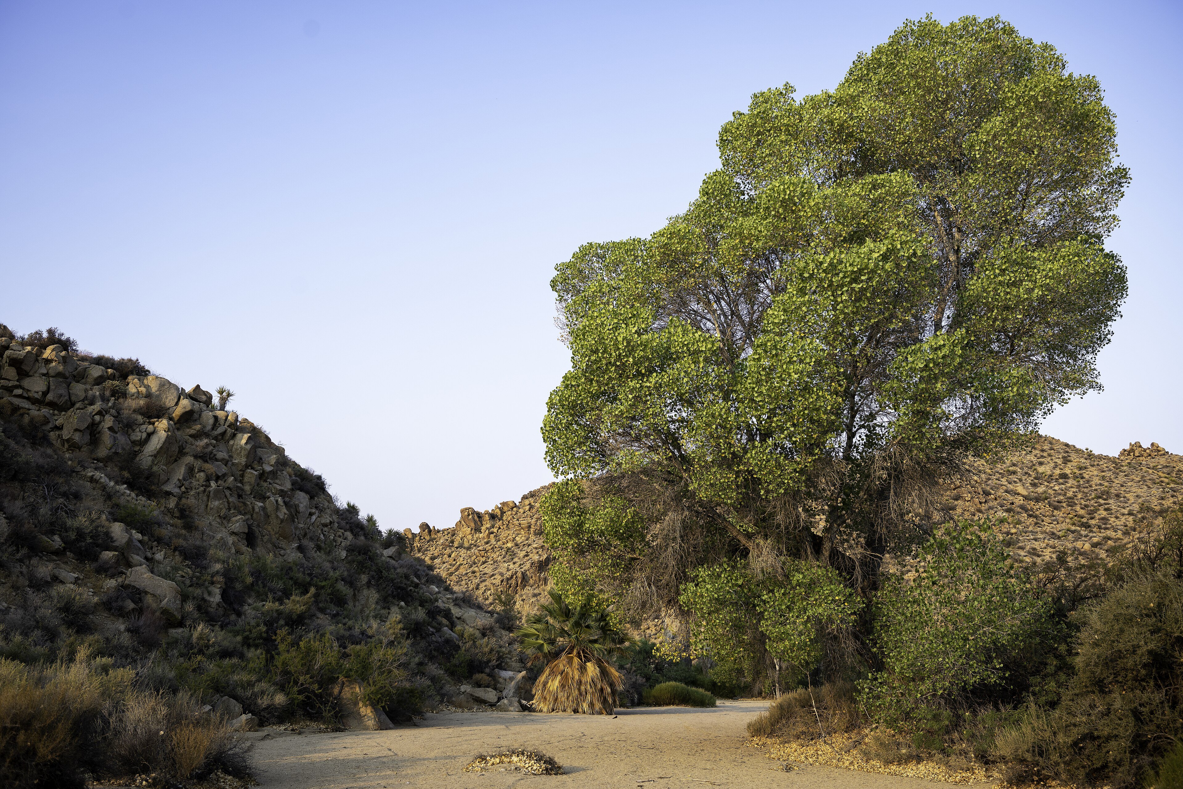 Fremont cottonwoods growing in the American Southwest