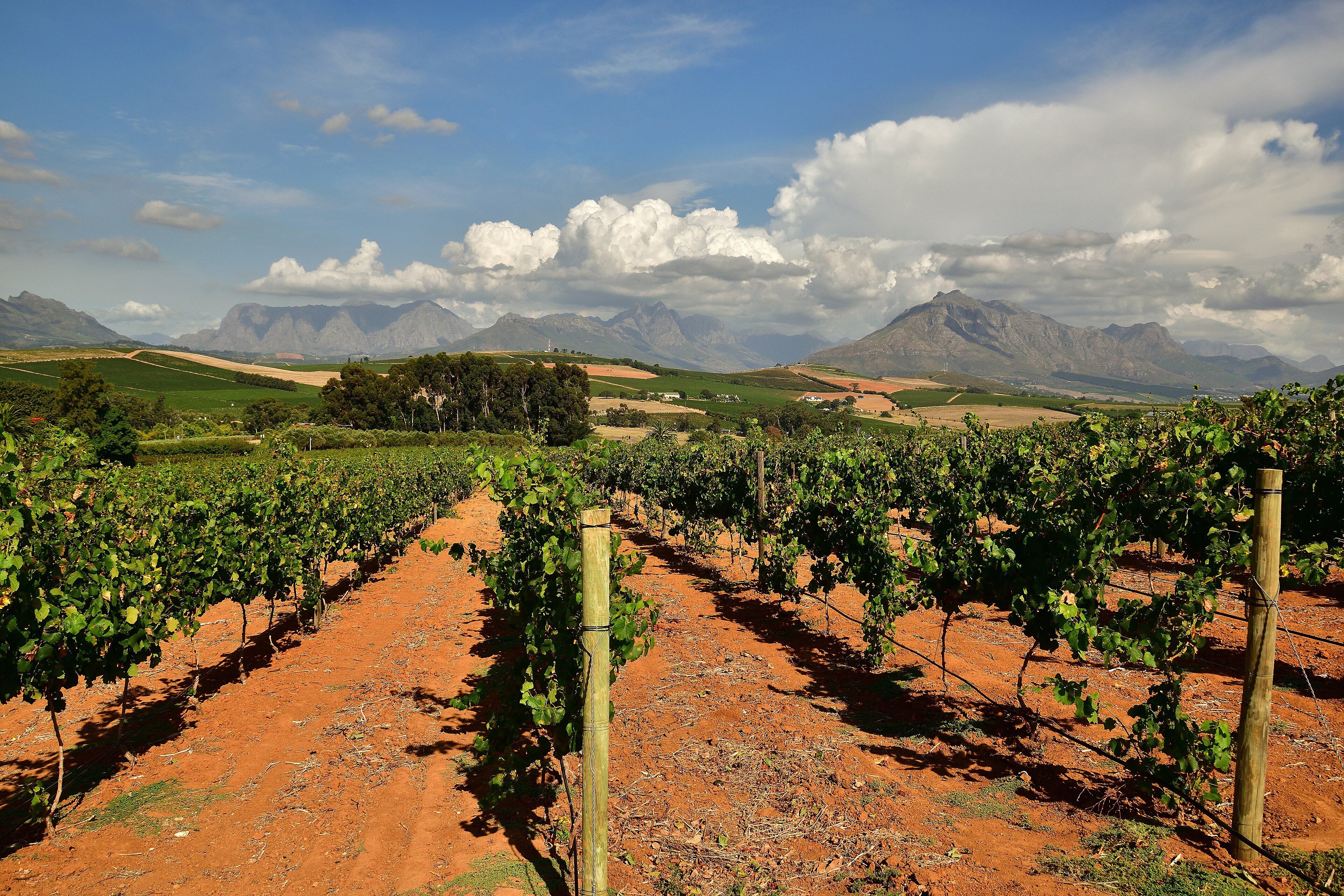 Vineyards in Stellenbosch in the Cape Winelands