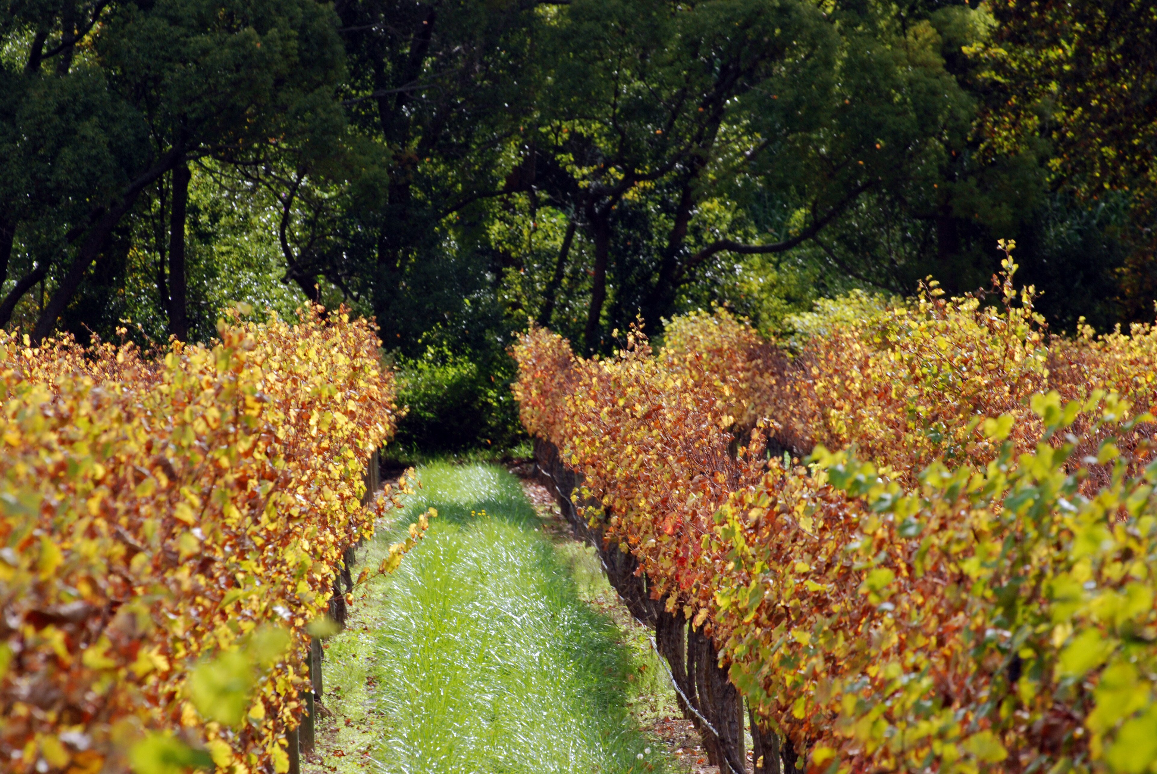 Rows of green vineyards in Paarl in the Western Cape with mountains behind them