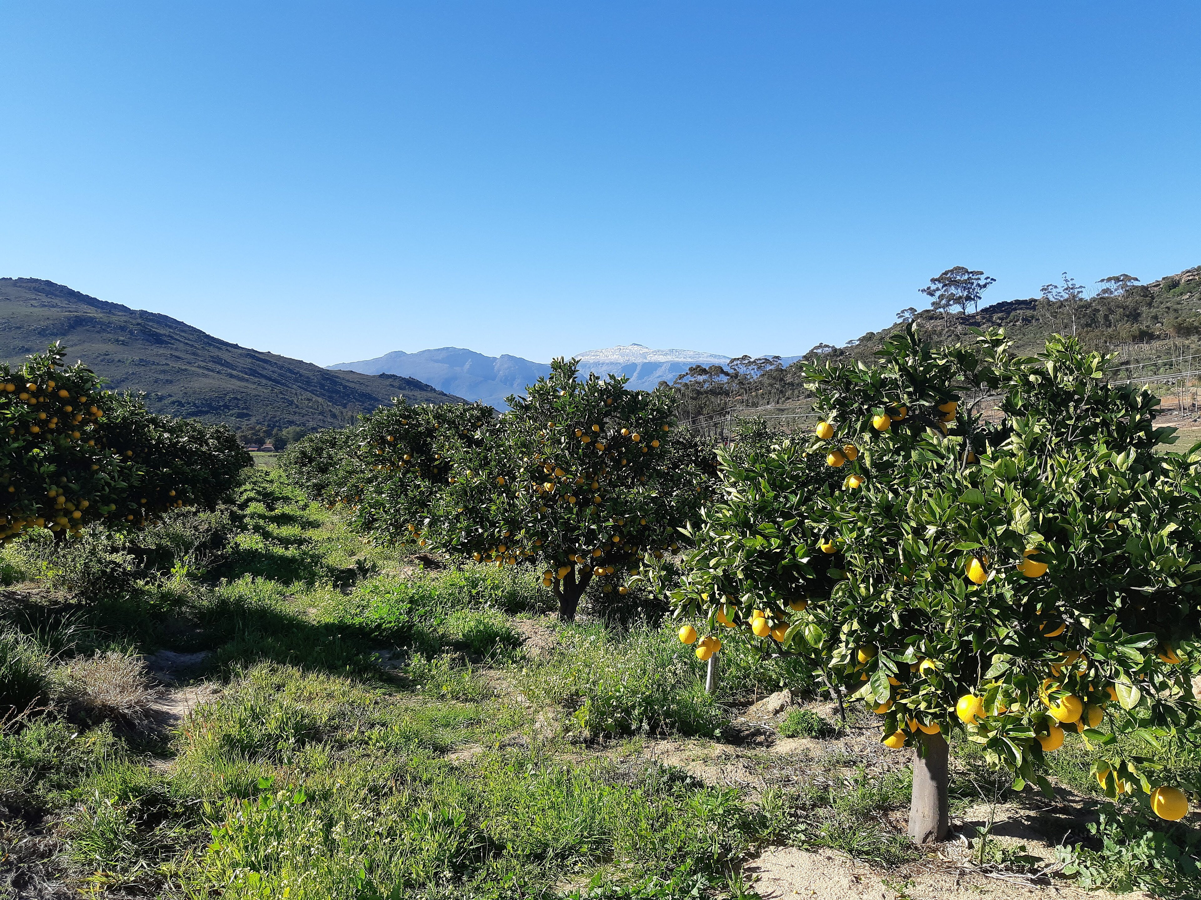 Orange trees heavy with fruit on a farm on the Piekenierskloof Pass above Citrusdal