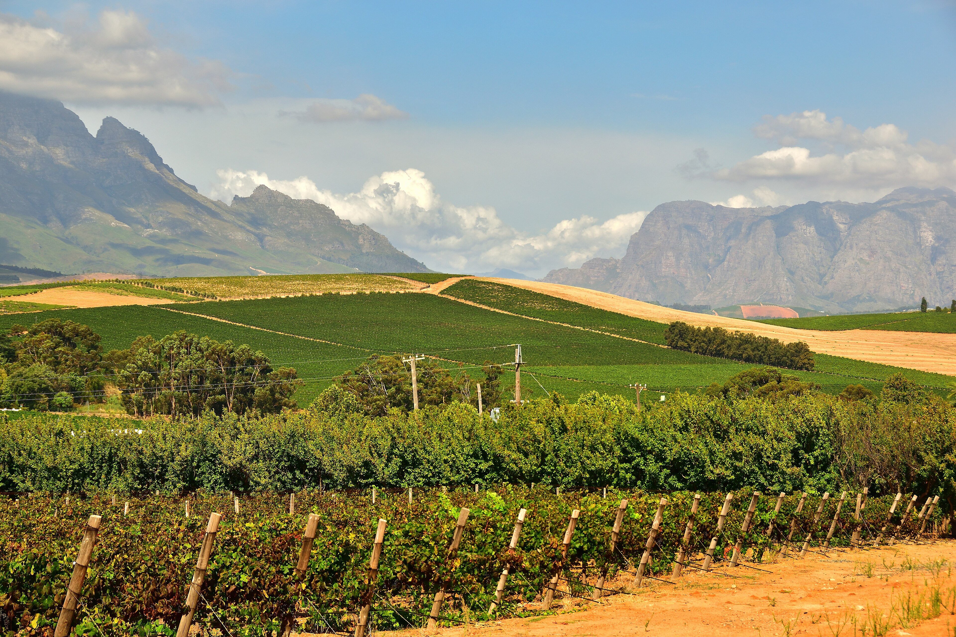 Rows of vines in the Stellenbosch winelands with tall mountains behind