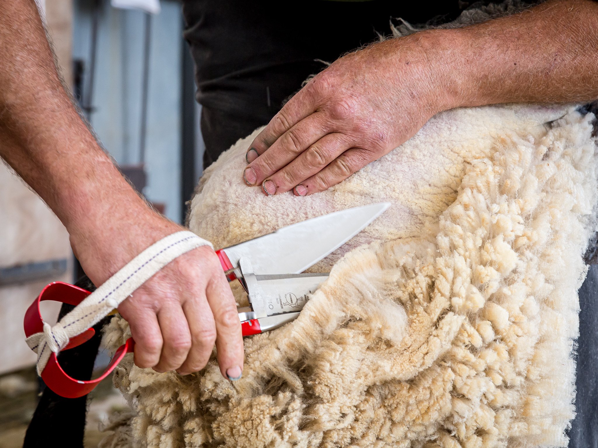 A shearer clipping the fleece off a ewe at the 2025 Dorset County Show