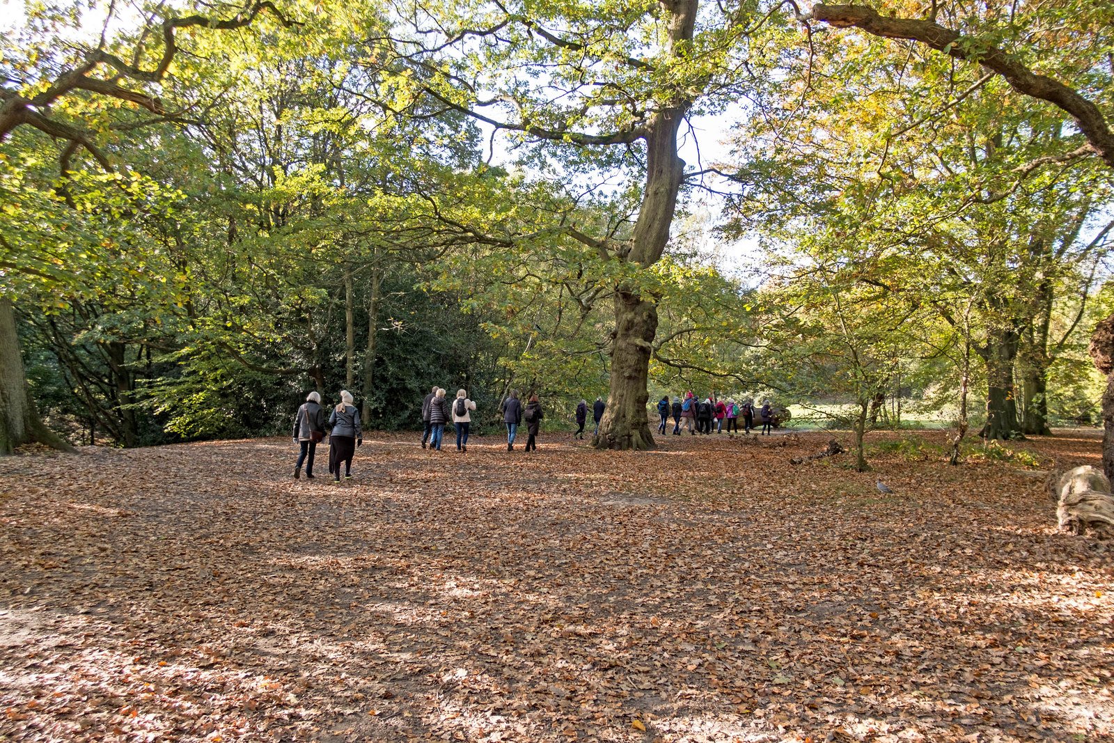 A walking group out on the open grass of Hampstead Heath in London