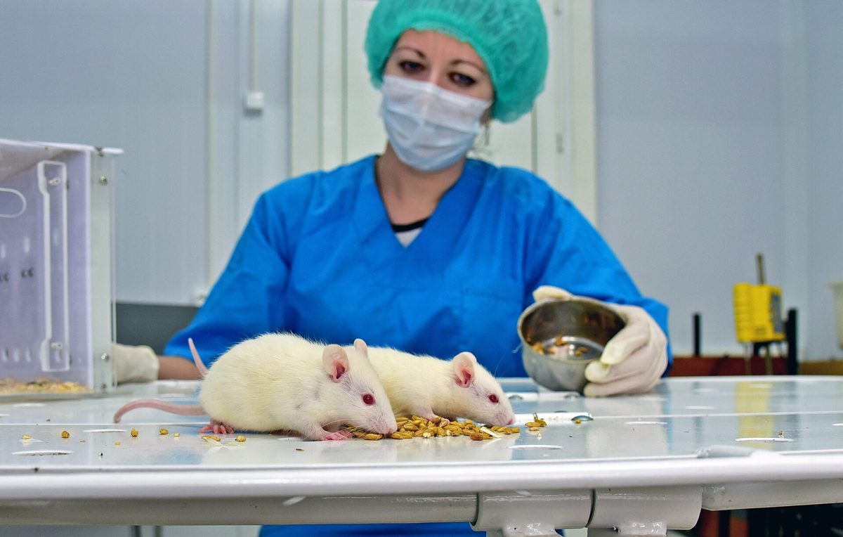 A researcher feeding two white laboratory rats on a lab bench