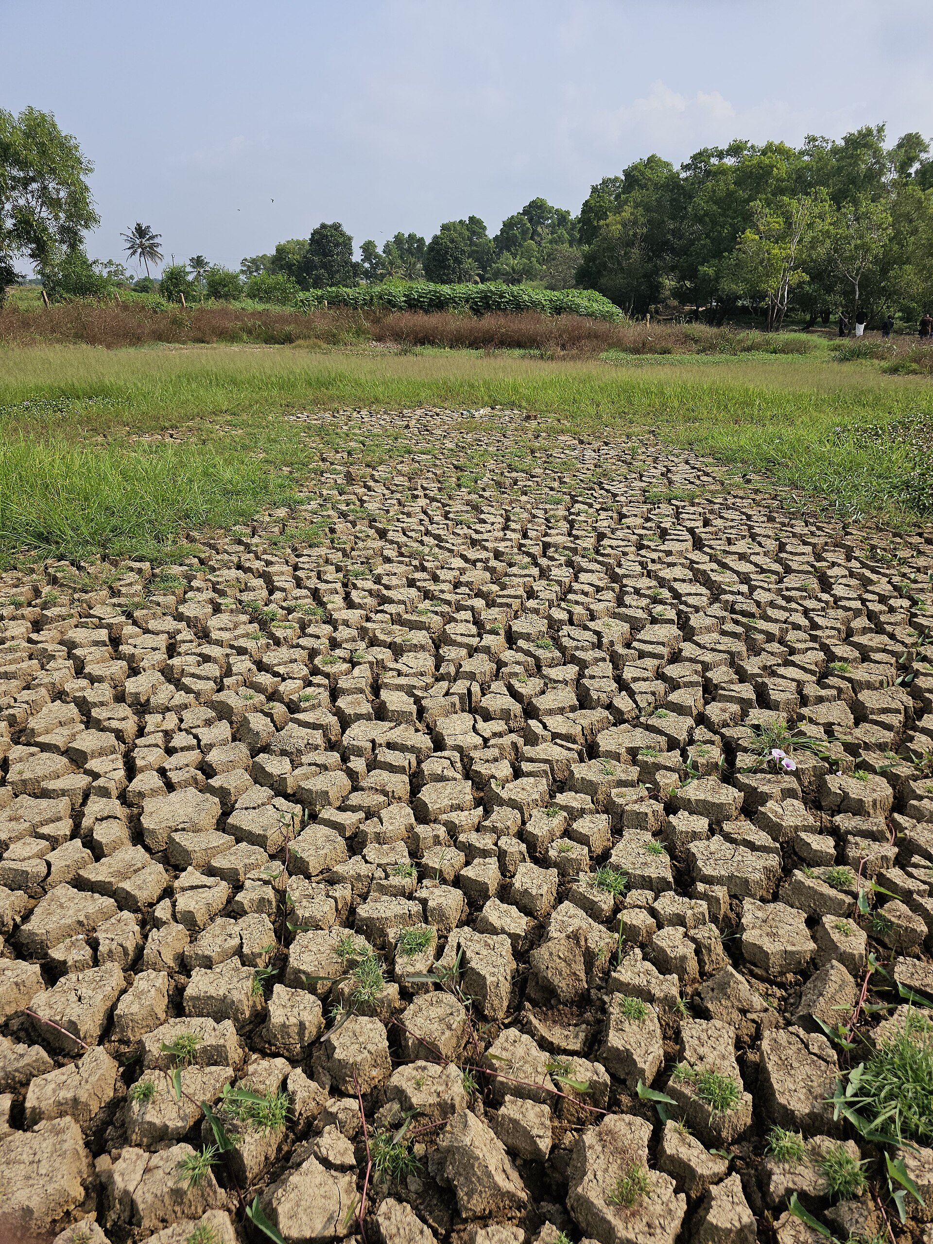Dry, deeply cracked farmland soil during a drought