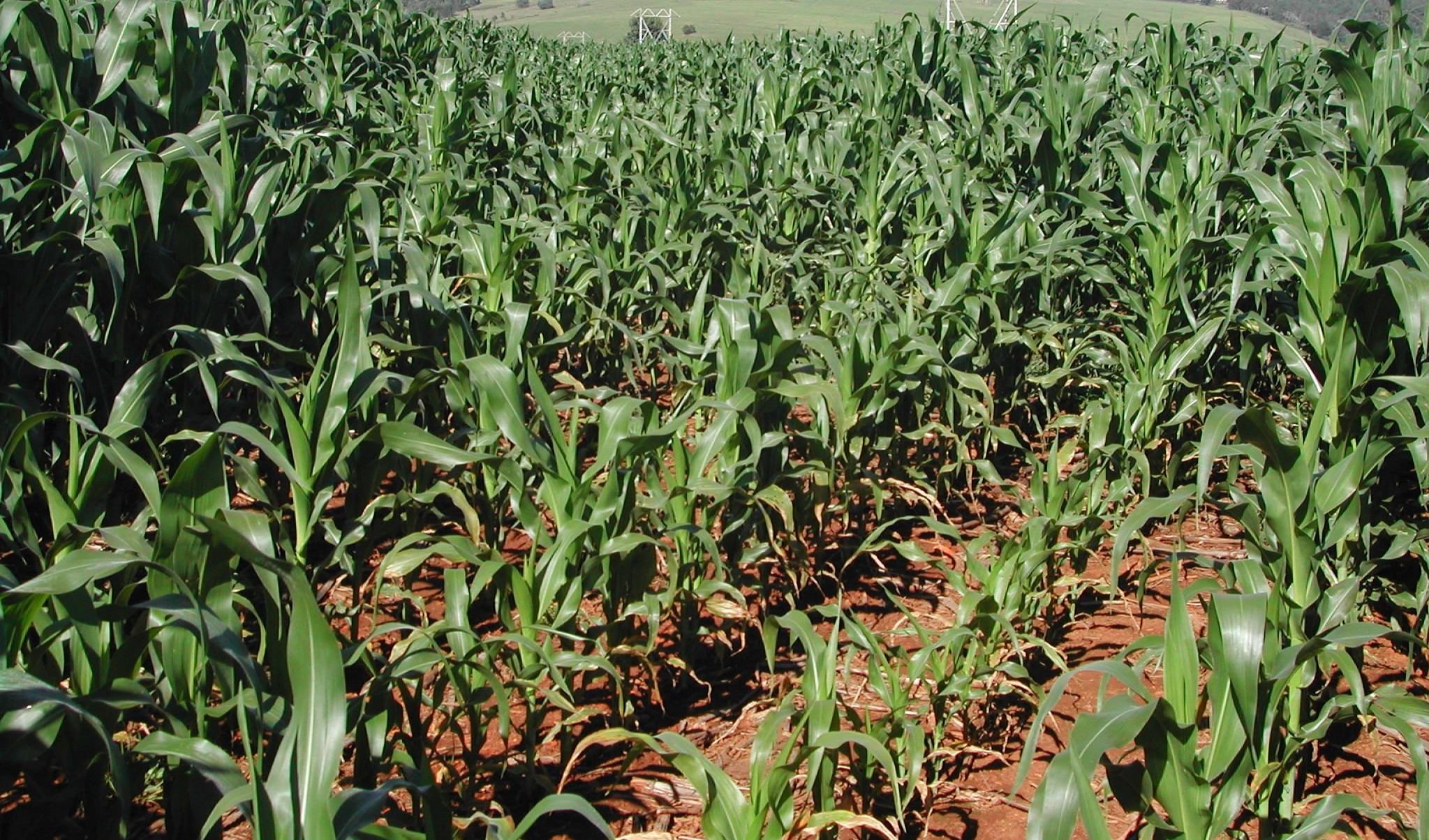 Maize plants growing on a South African farm
