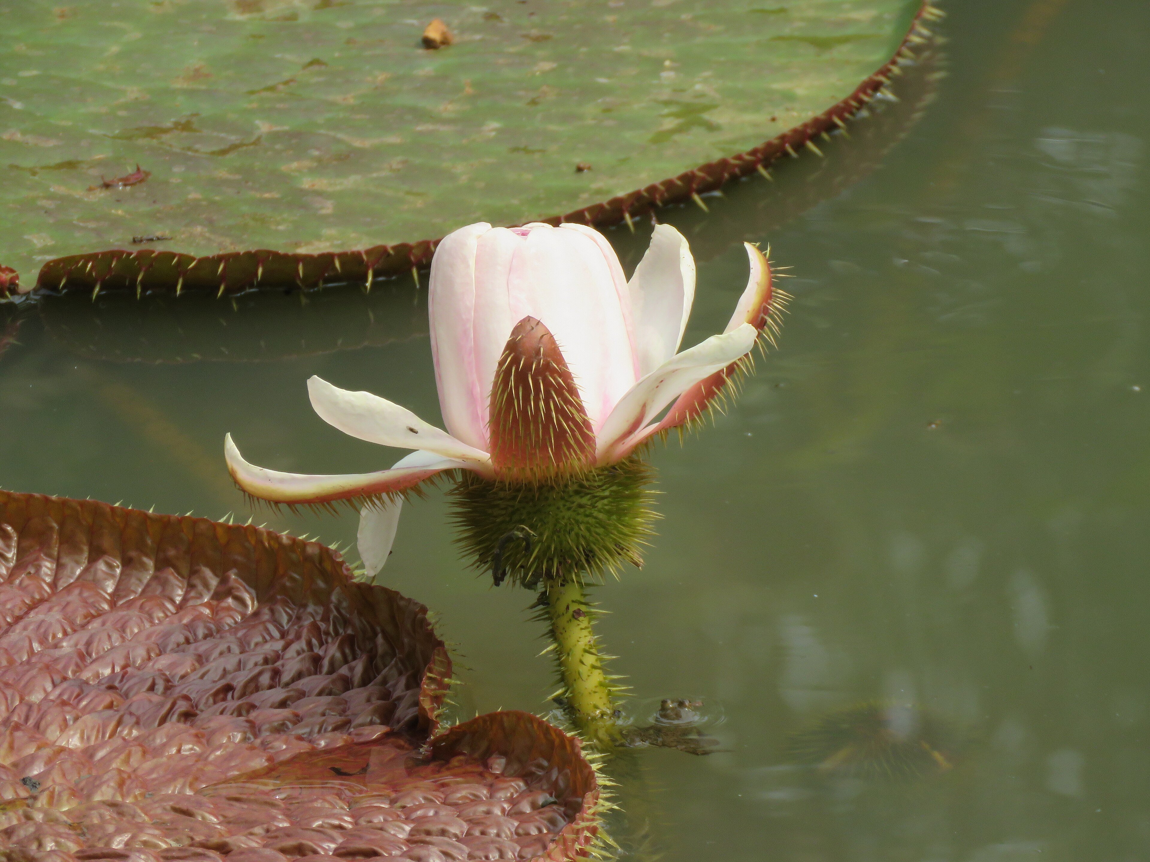 A giant Amazon waterlily with huge round leaves floating on a pond