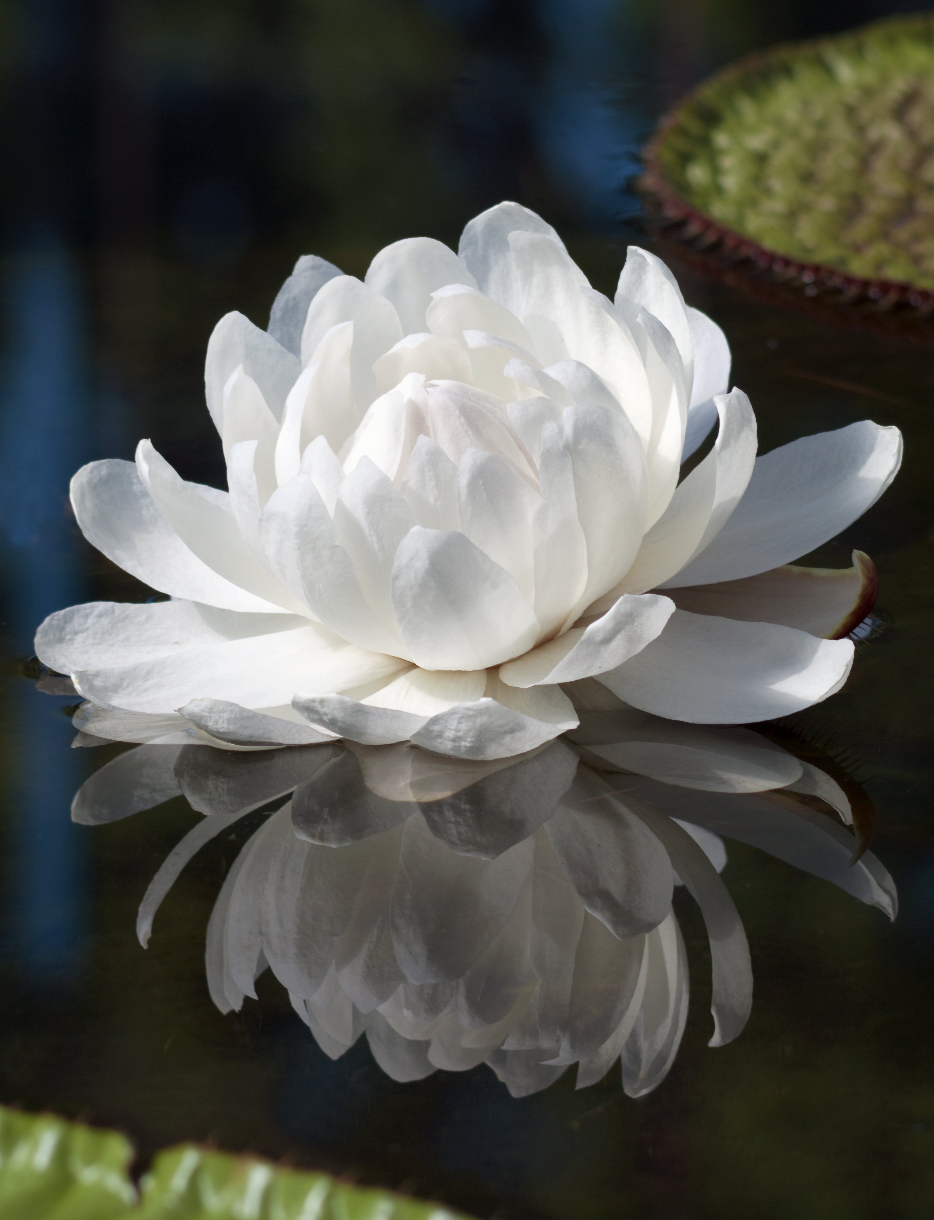 Giant waterlily leaves floating on a pond