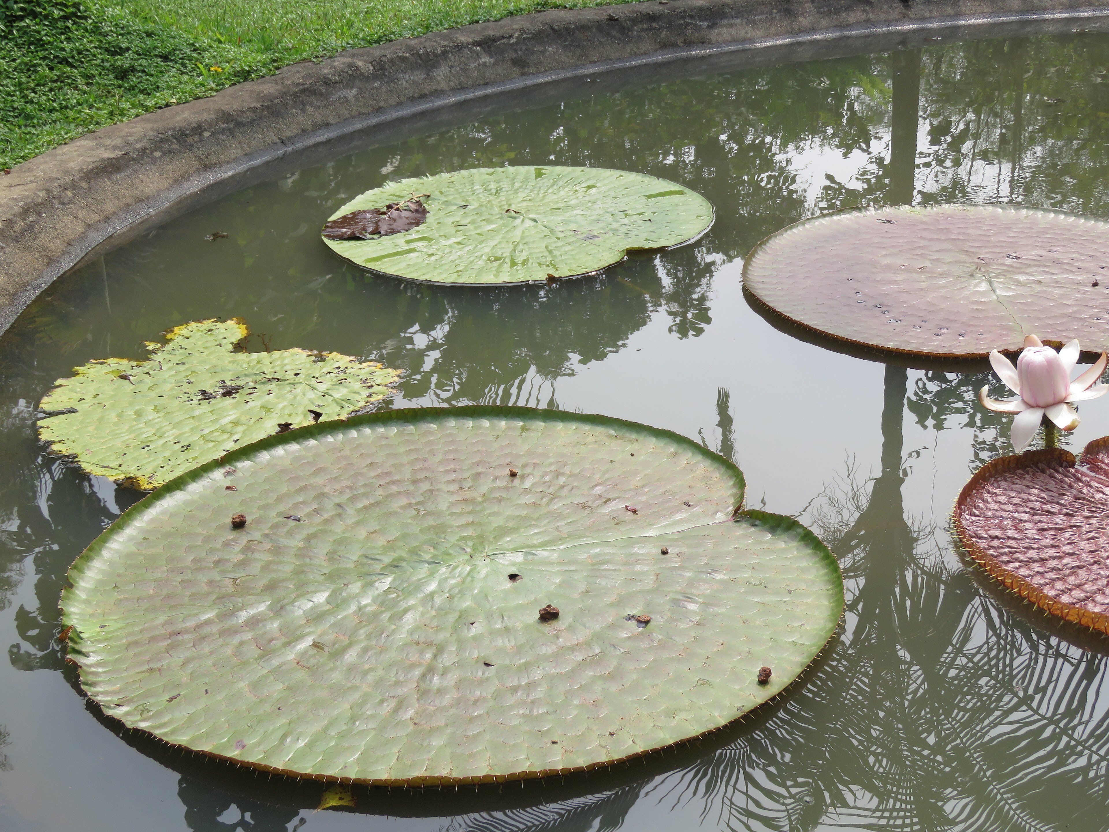 Flower of the giant Amazon waterlily