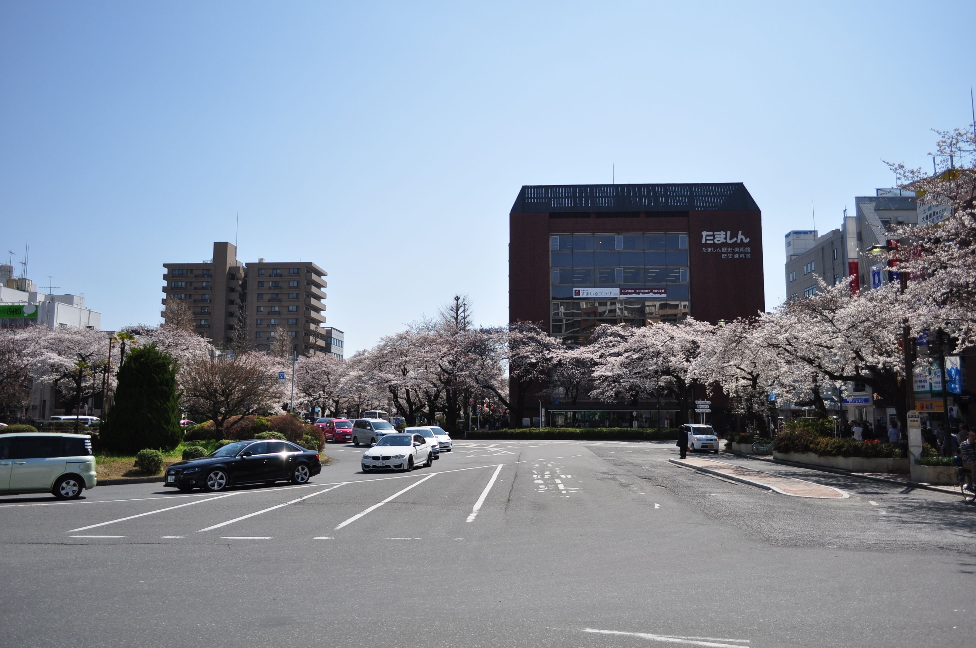A tree-lined road near Kunitachi Station in Tokyo with cherry blossom in bloom