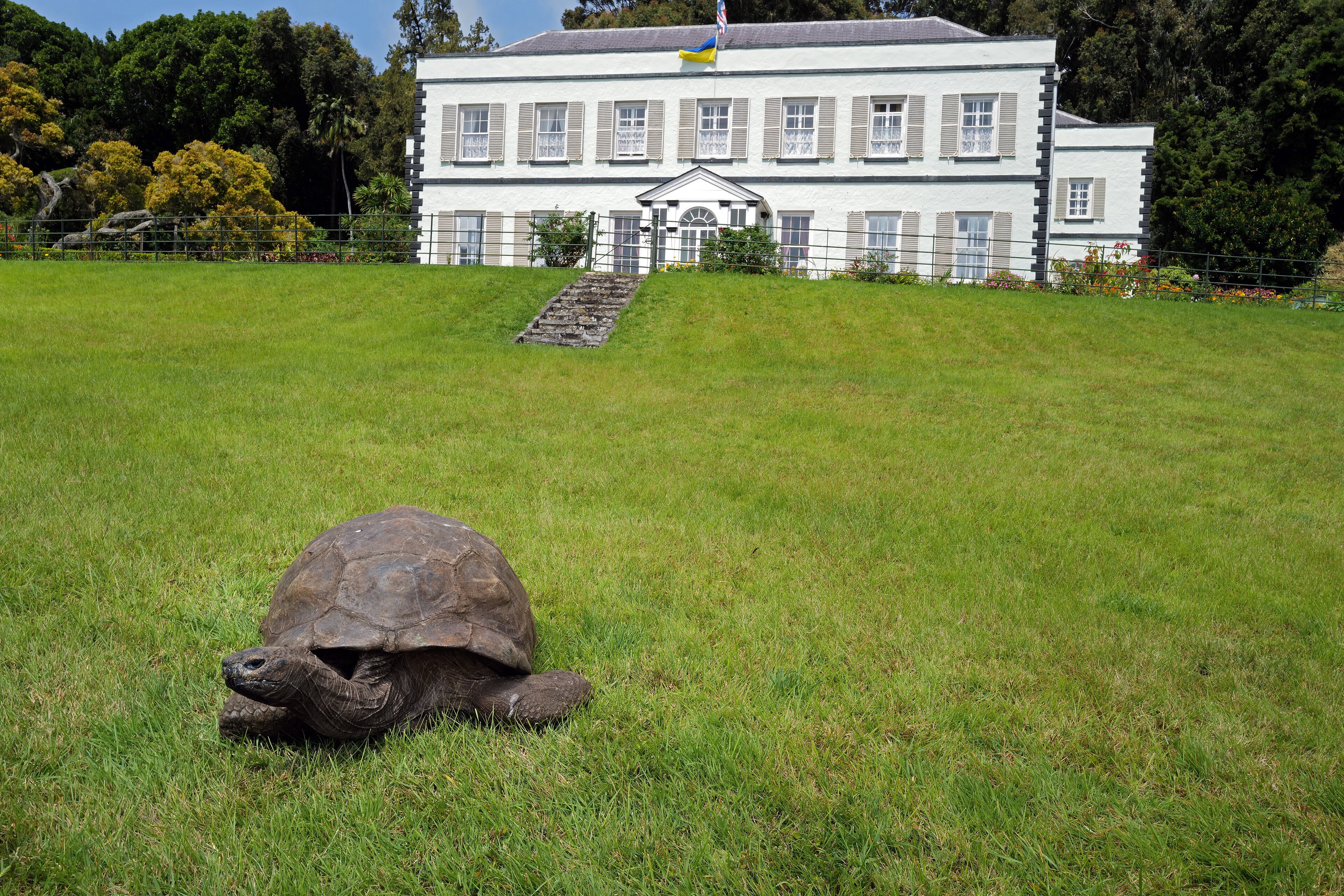 Jonathan the giant tortoise on the lawn in front of Plantation House on St Helena