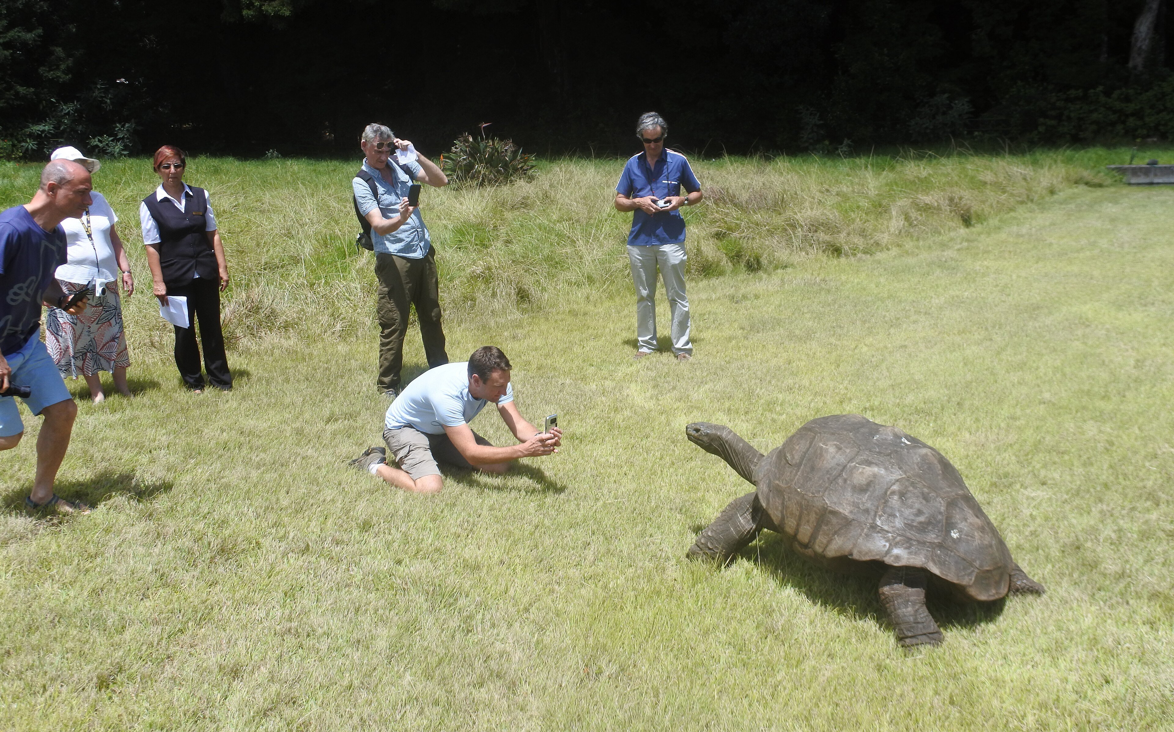 Tourists and travel writers photographing Jonathan the tortoise
