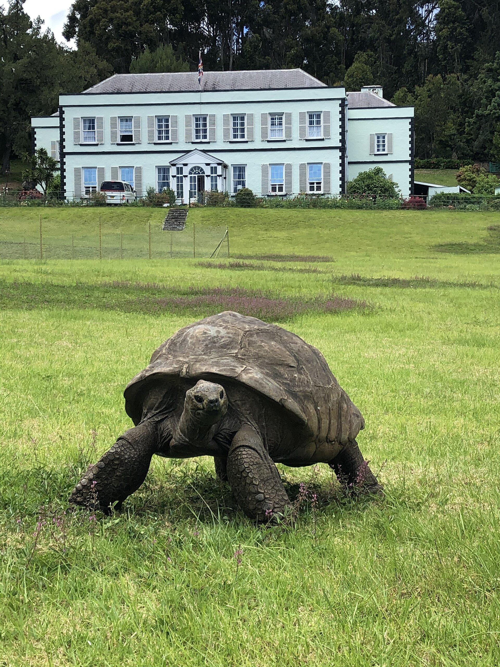 Jonathan the tortoise on the grass in front of Plantation House