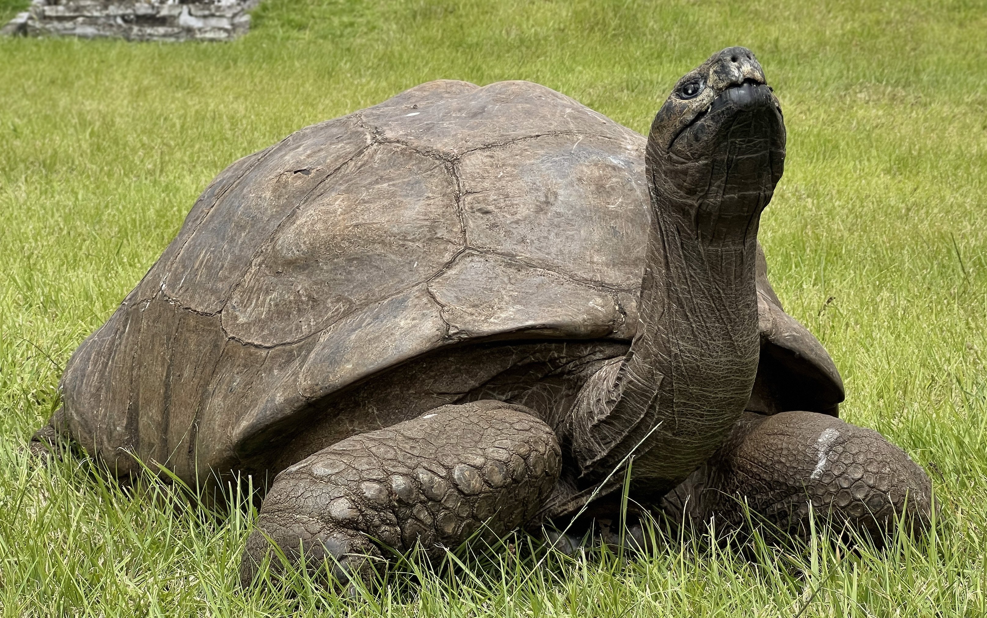 Jonathan the tortoise on the lawn in 2022