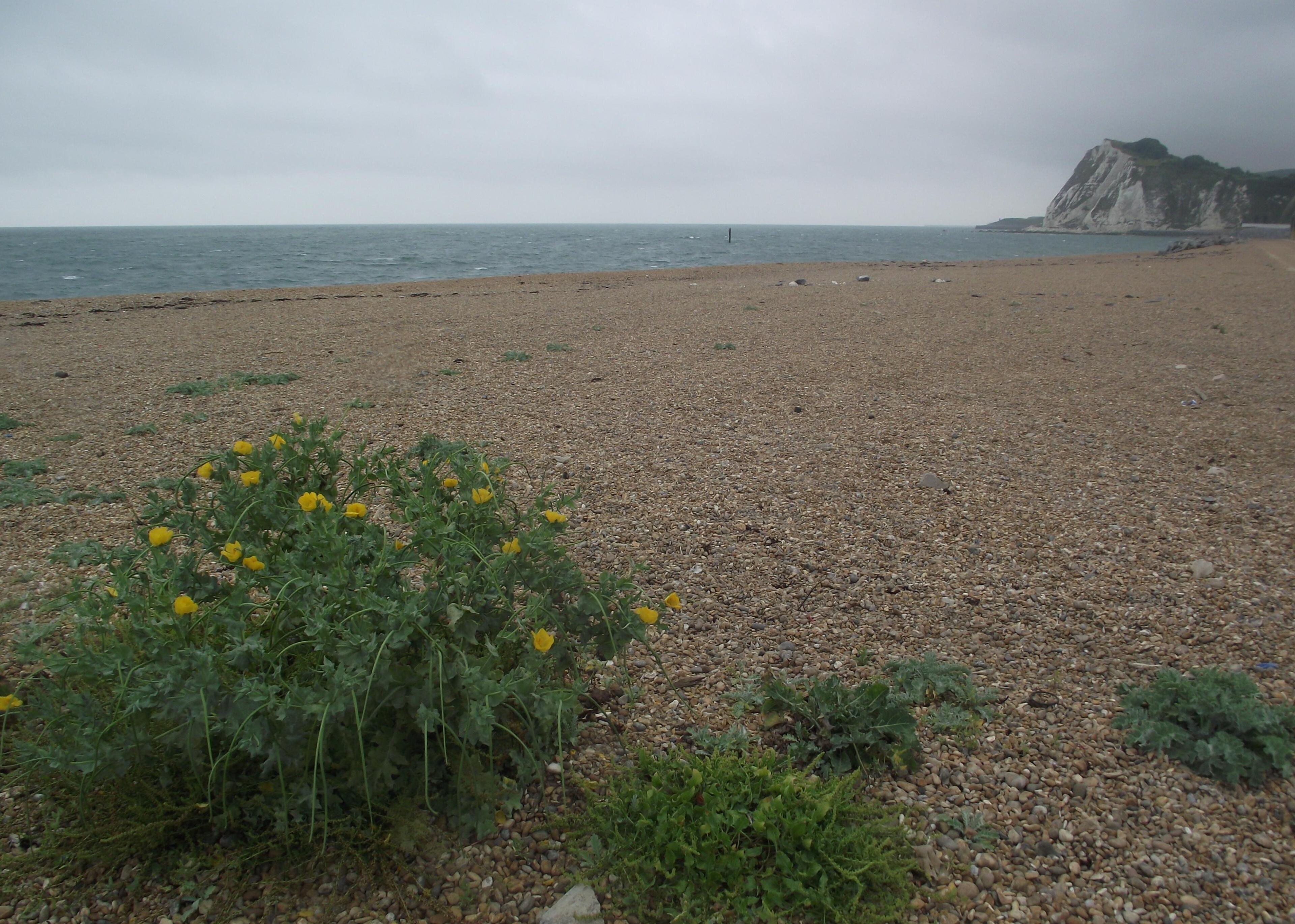 Shakespeare Beach south of Dover, a wide shingle beach with yellow flowers and the white Shakespeare Cliff in the distance