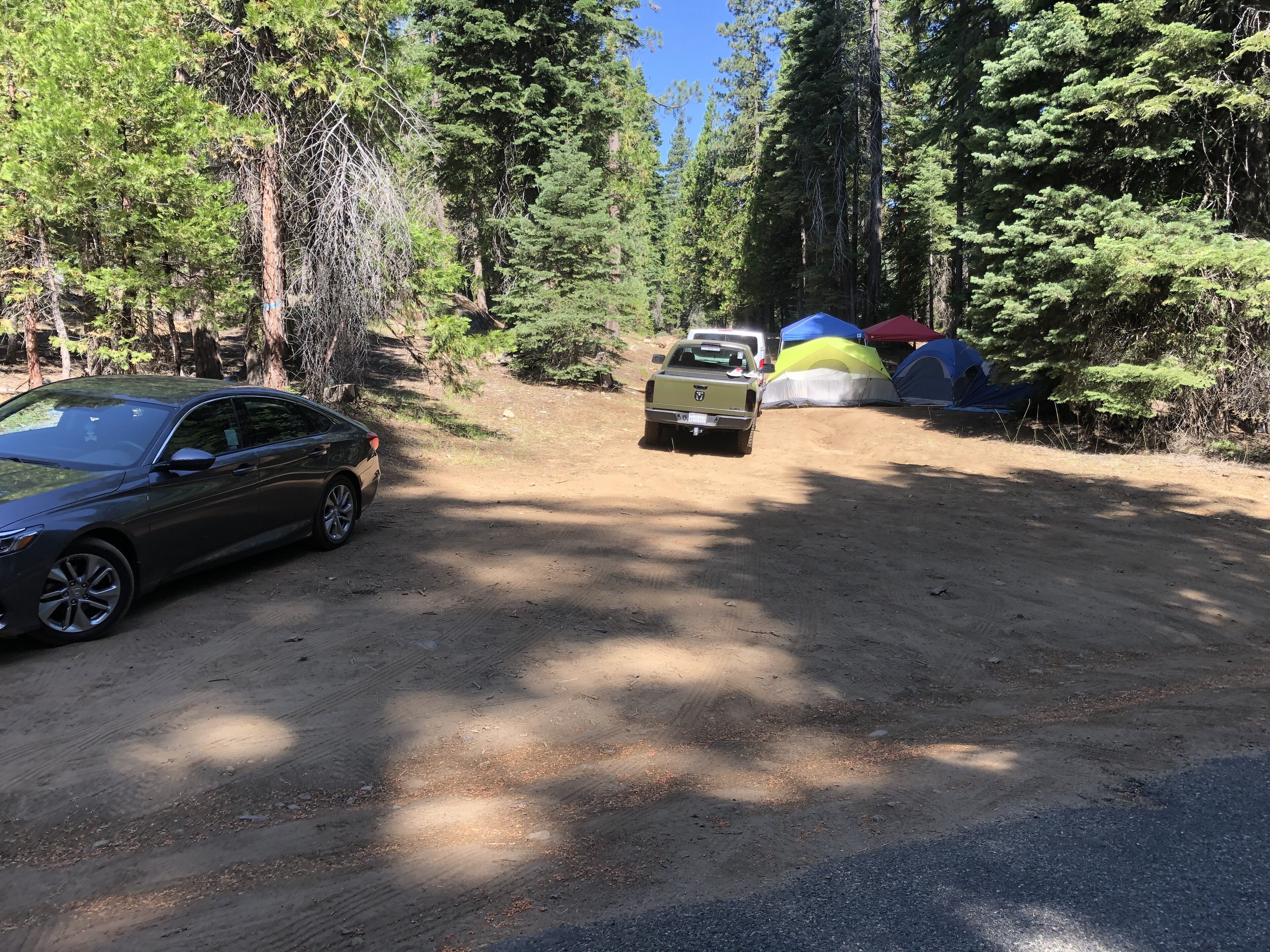 Tents pitched beside a forest road, with trees all around