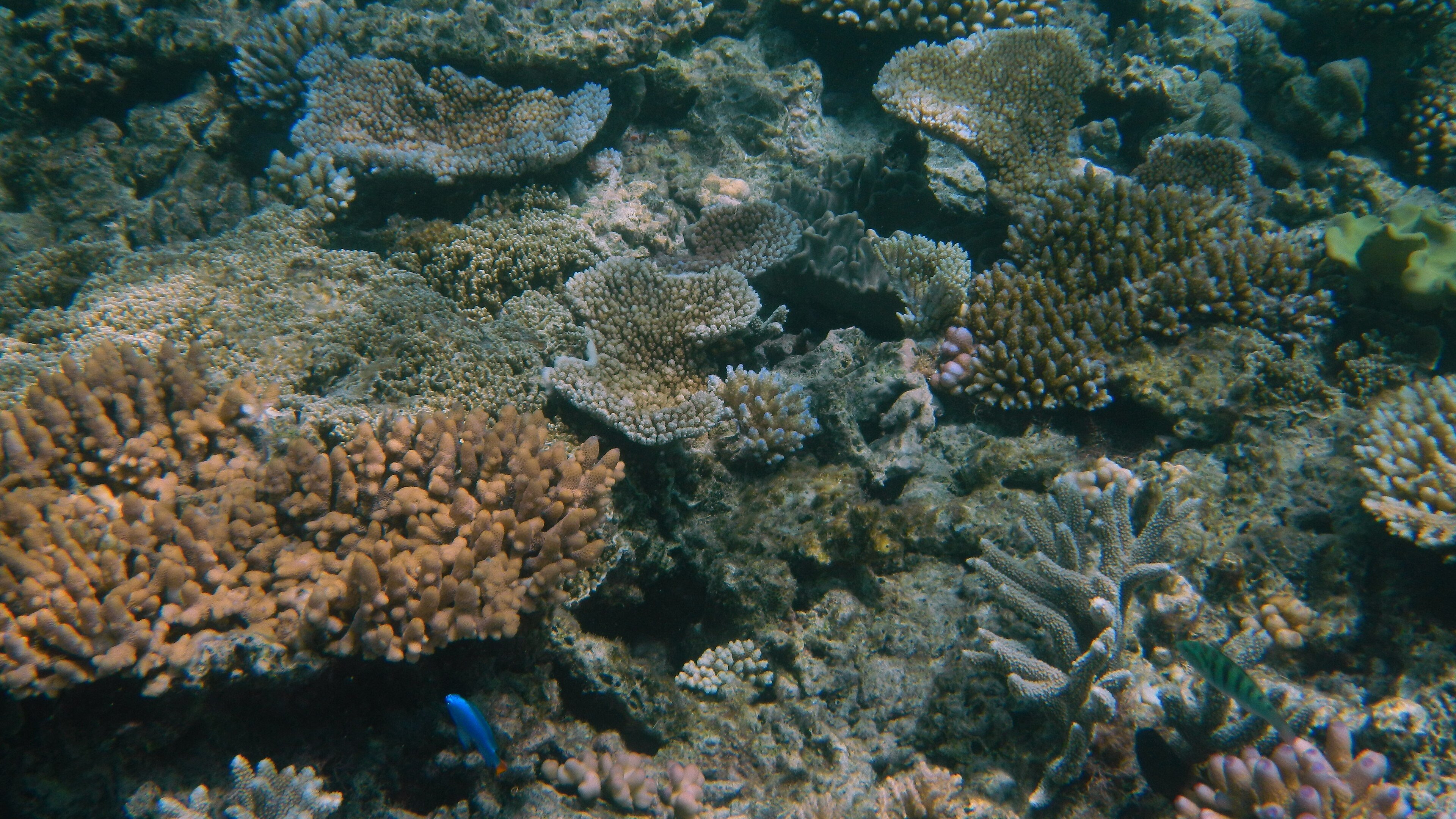 The Great Barrier Reef at Agincourt Reef, Queensland