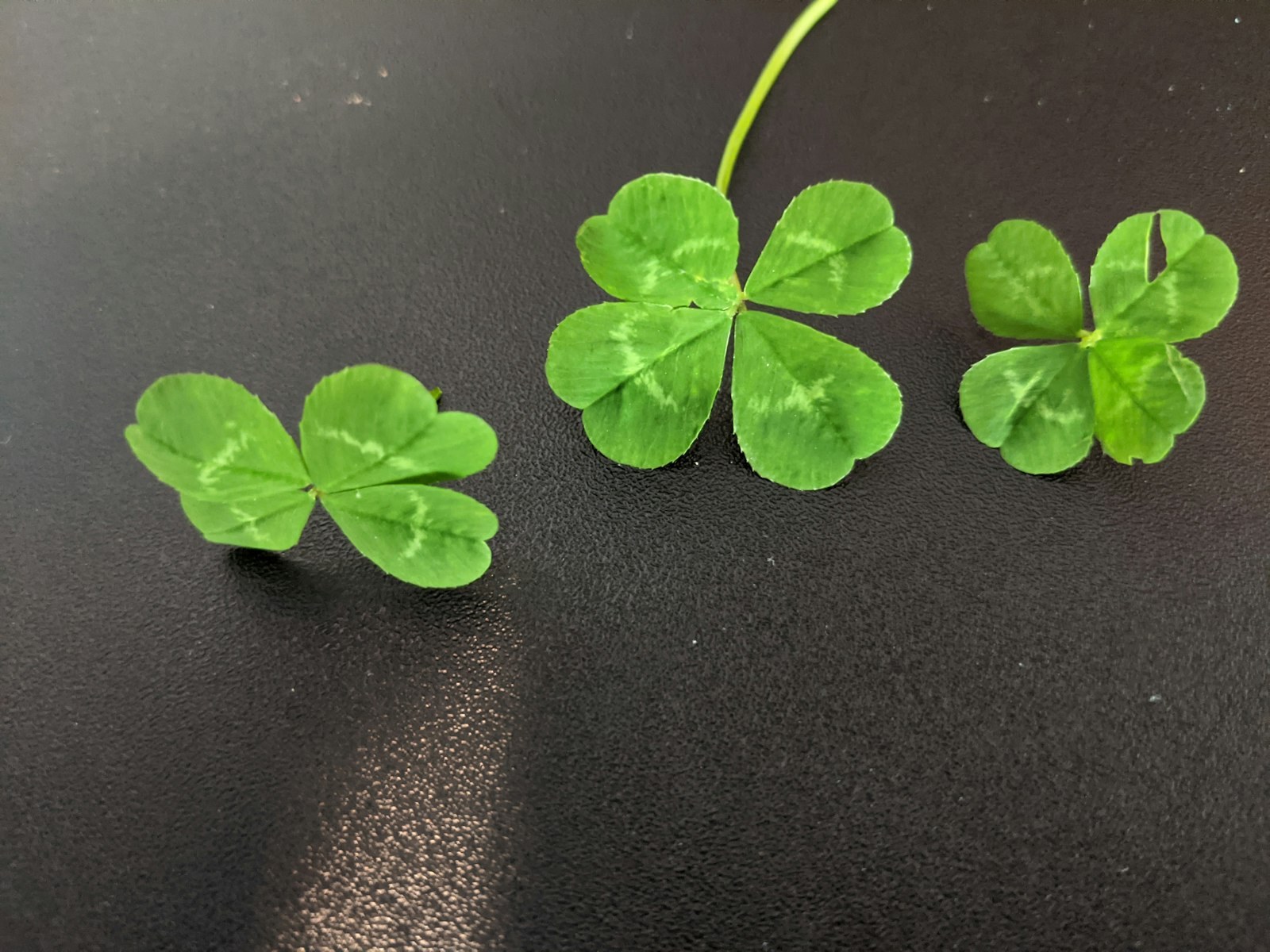 Four-leaf clovers on a dark table