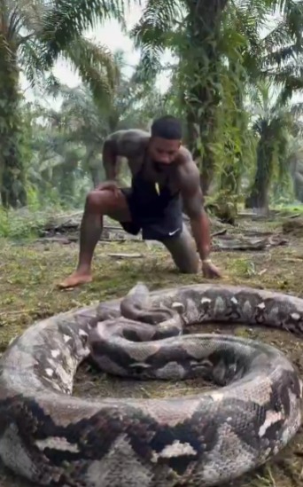 A barefoot, tattooed man in shorts crouches beside a huge coiled reticulated python in a palm plantation
