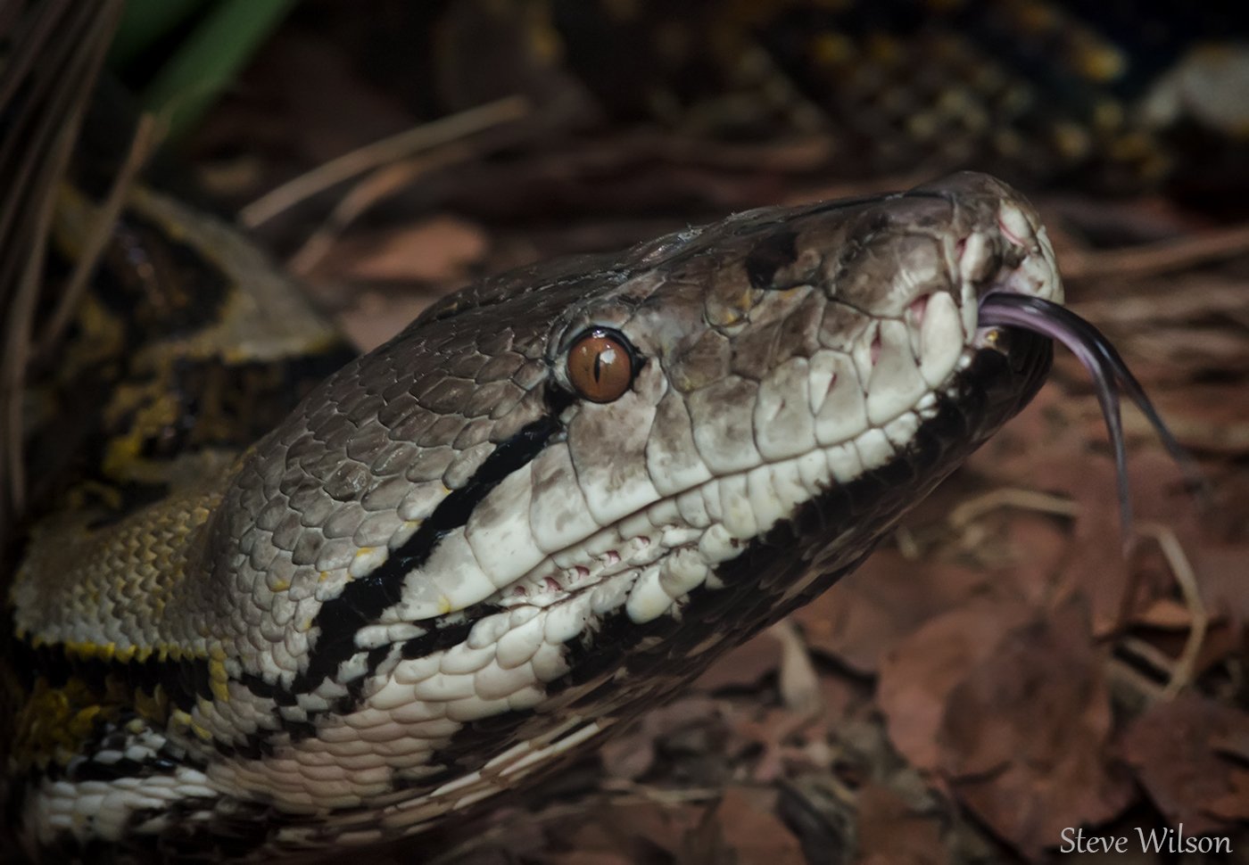 A reticulated python lying coiled in a zoo