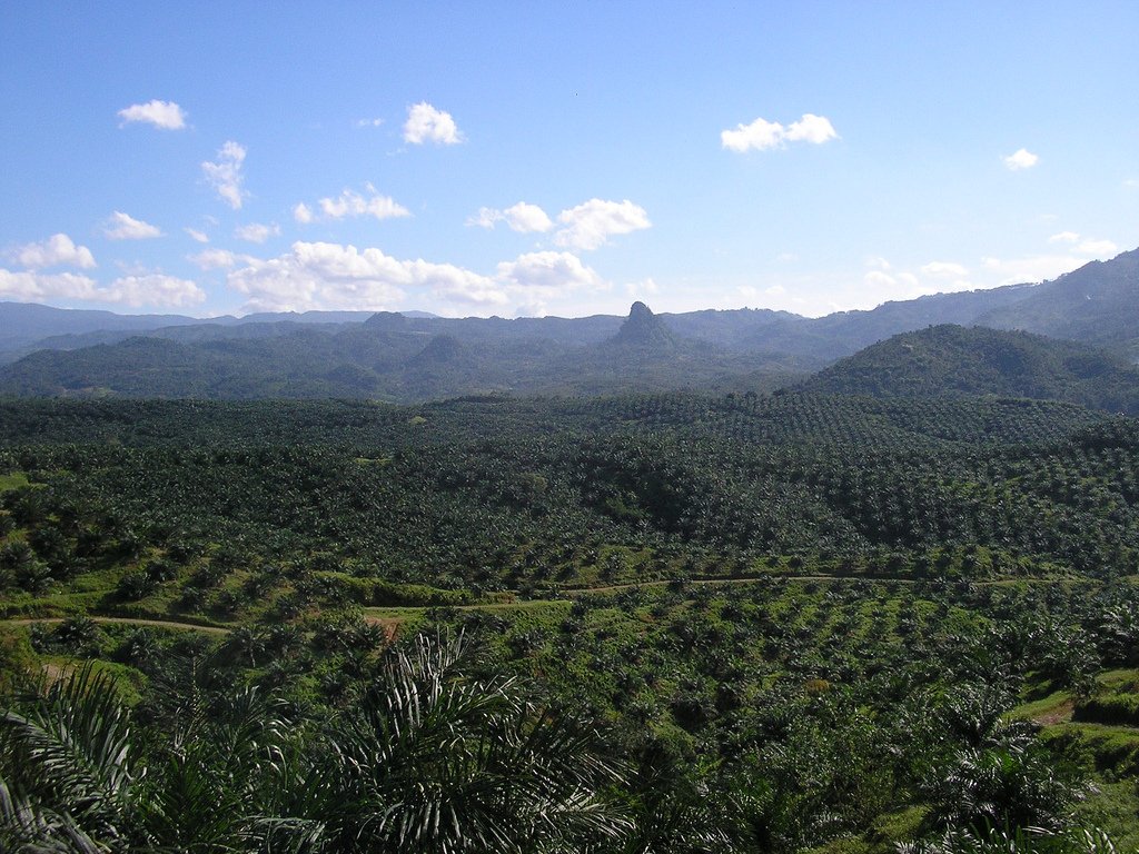 An oil palm plantation in Indonesia with rows of palms