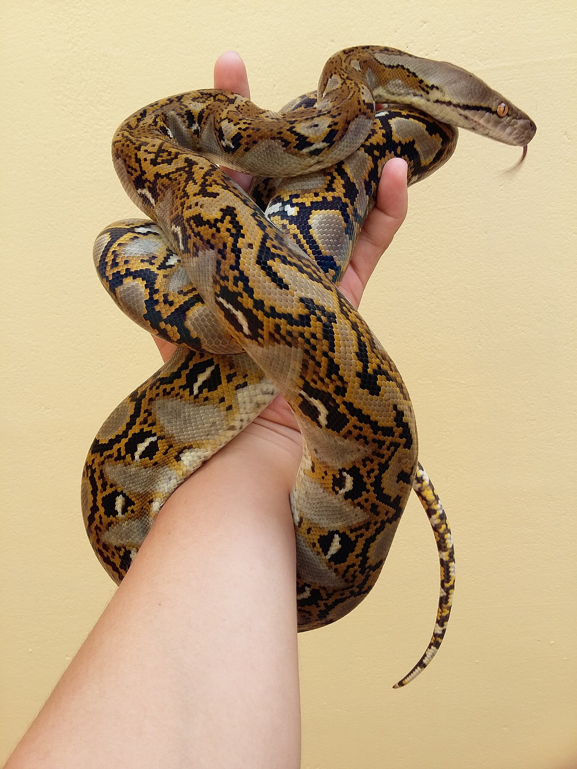 A reticulated python in a close shot showing its patterned skin