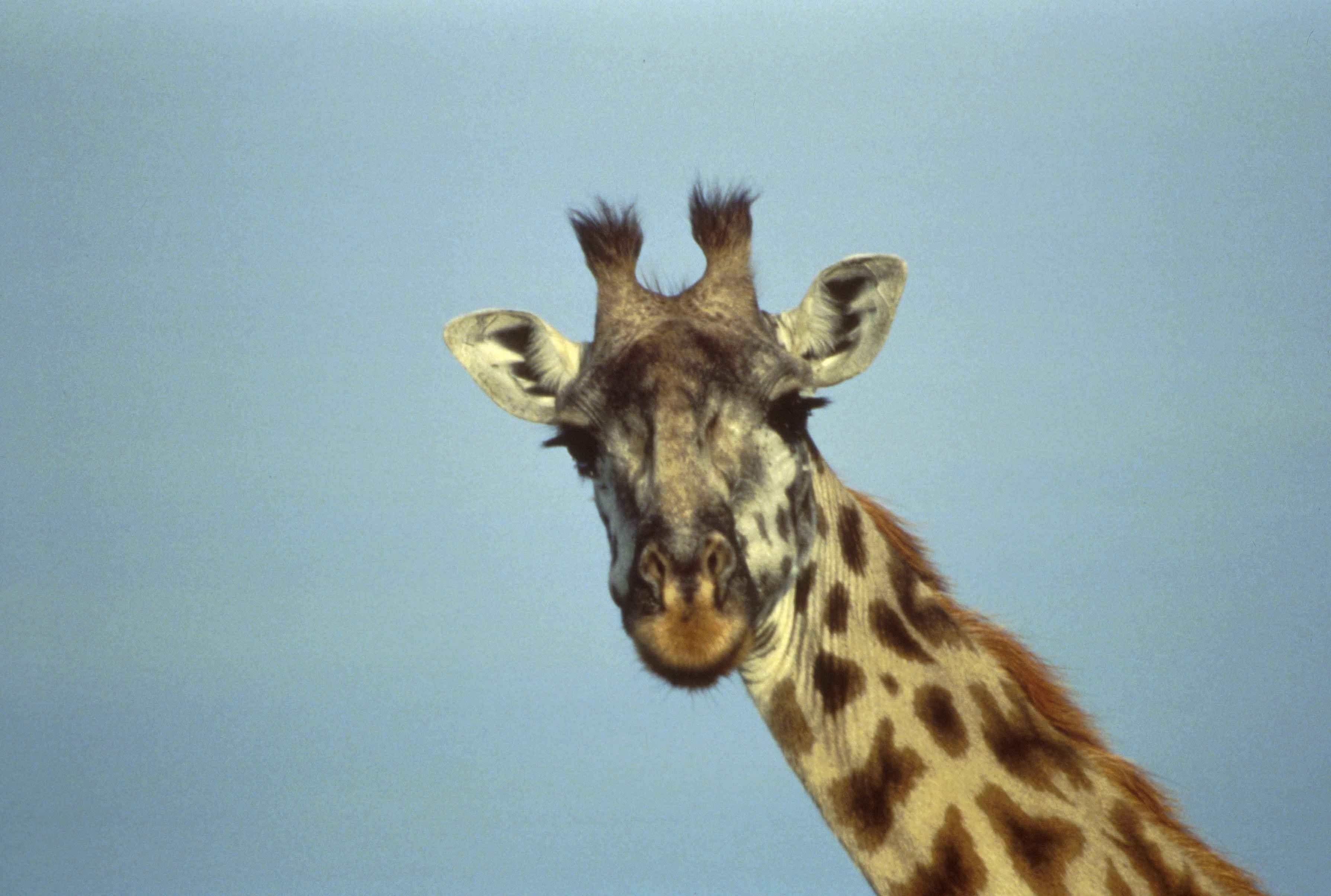 A giraffe's head and long-lashed eye, close up
