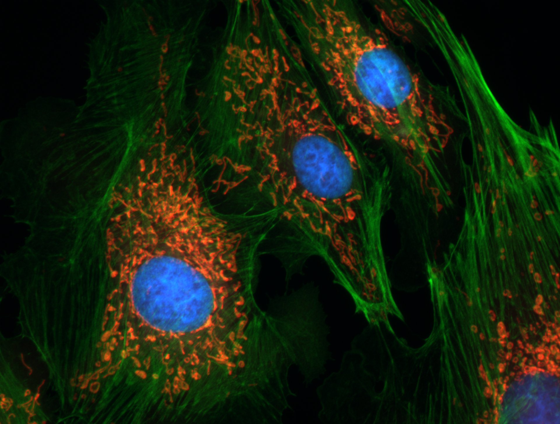 Living cells under a fluorescence microscope, with blue nuclei, green fibres and red threads of mitochondria