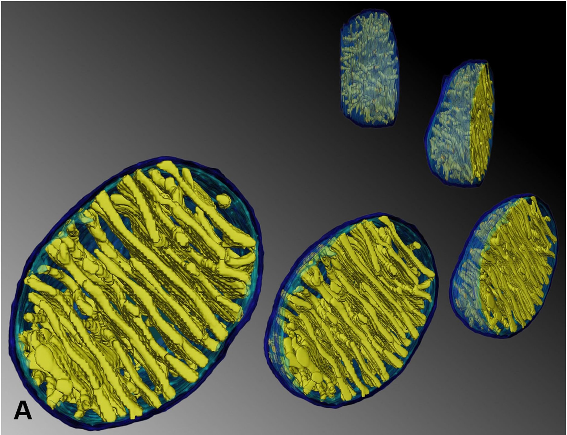 A 3D model of mitochondria with the folded inner membranes shown in yellow