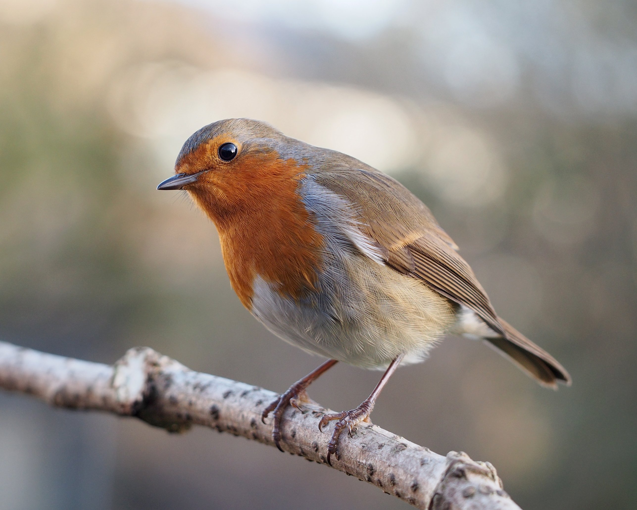 A European robin with its head cocked to one side