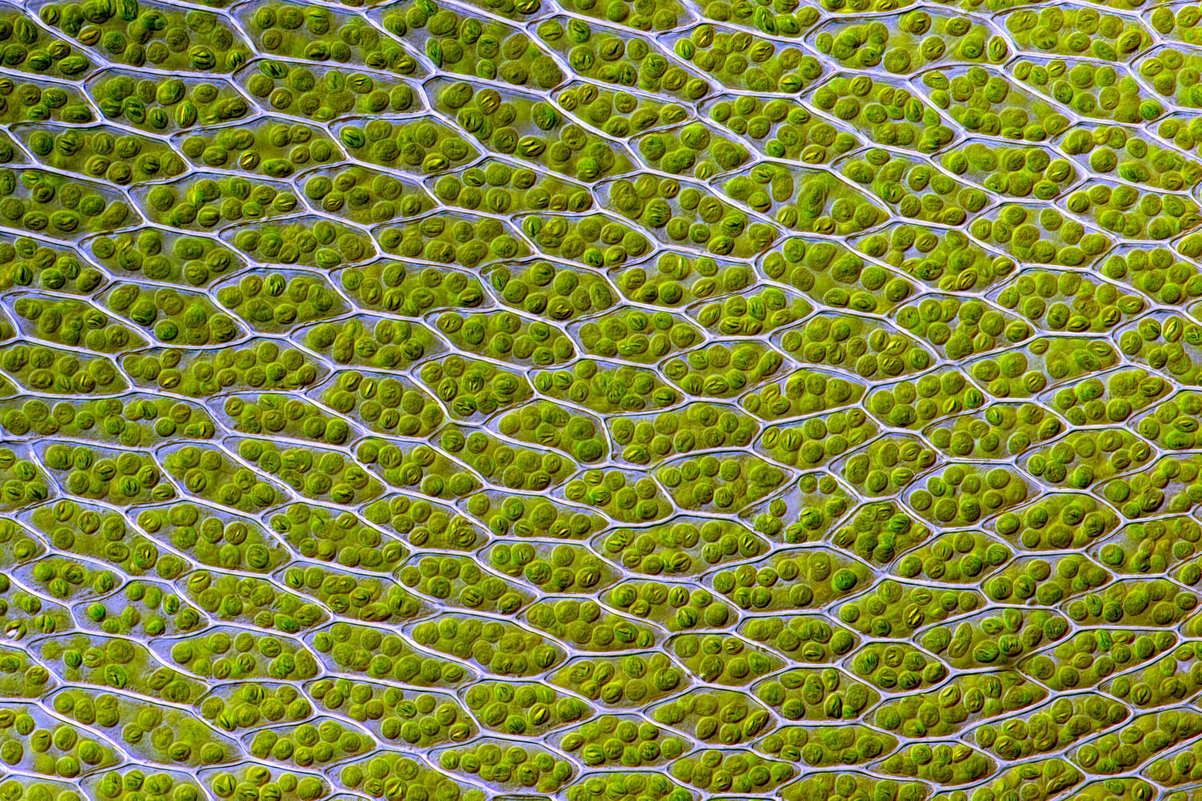 Moss leaf cells packed with round green chloroplasts