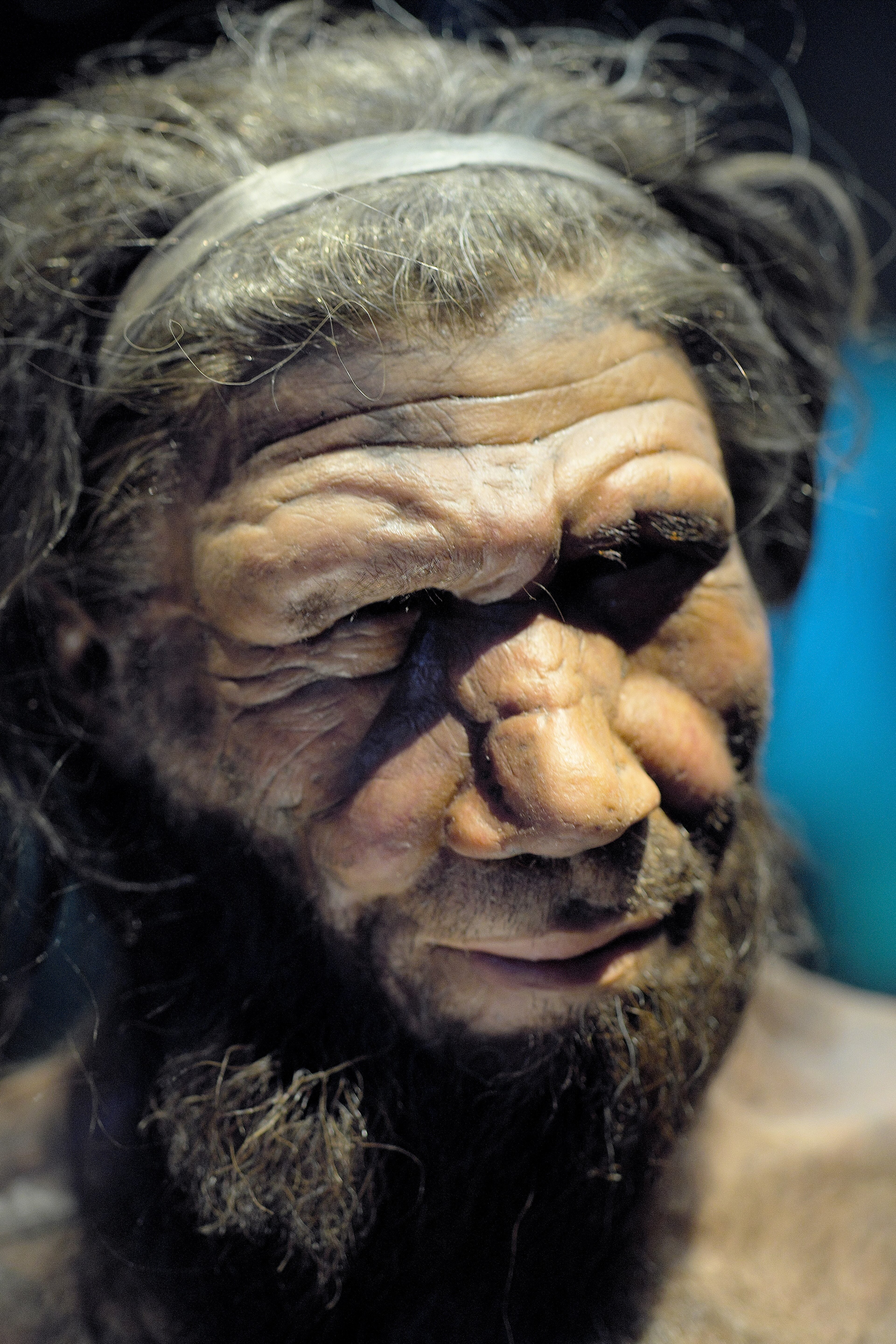 A museum reconstruction of a Neanderthal man at the Natural History Museum in London