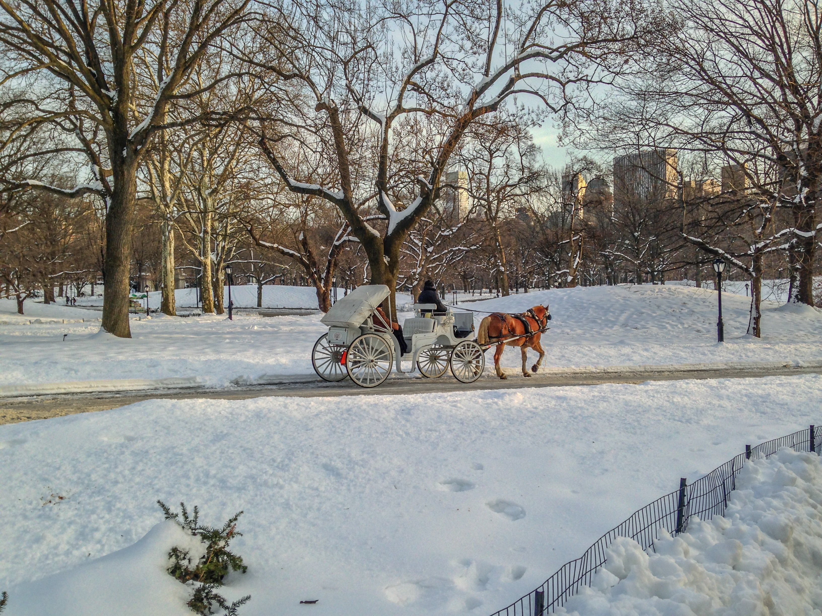 A carriage horse stands with its driver in Central Park during winter