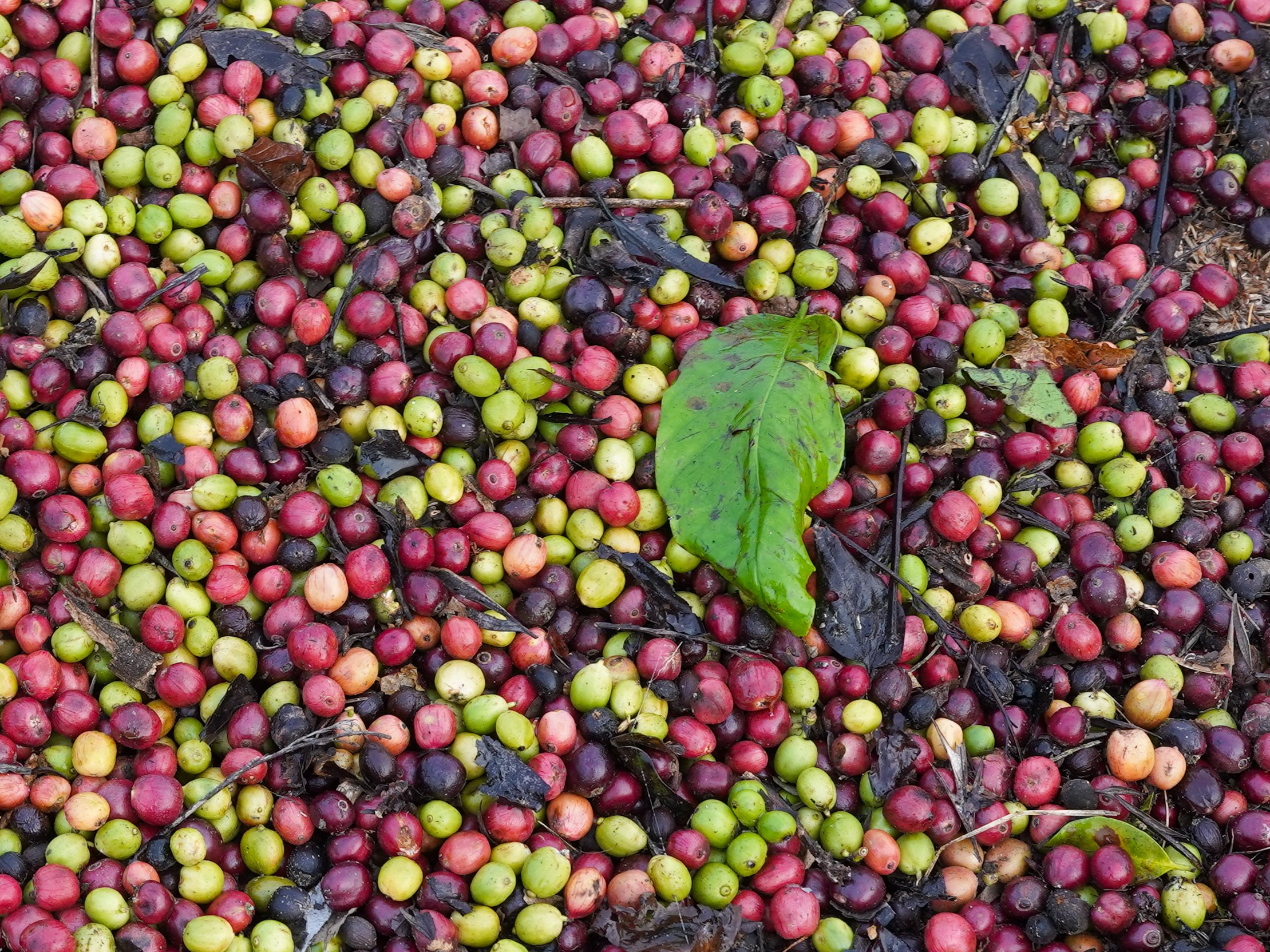 Robusta coffee berries drying in the sun in Coorg, India