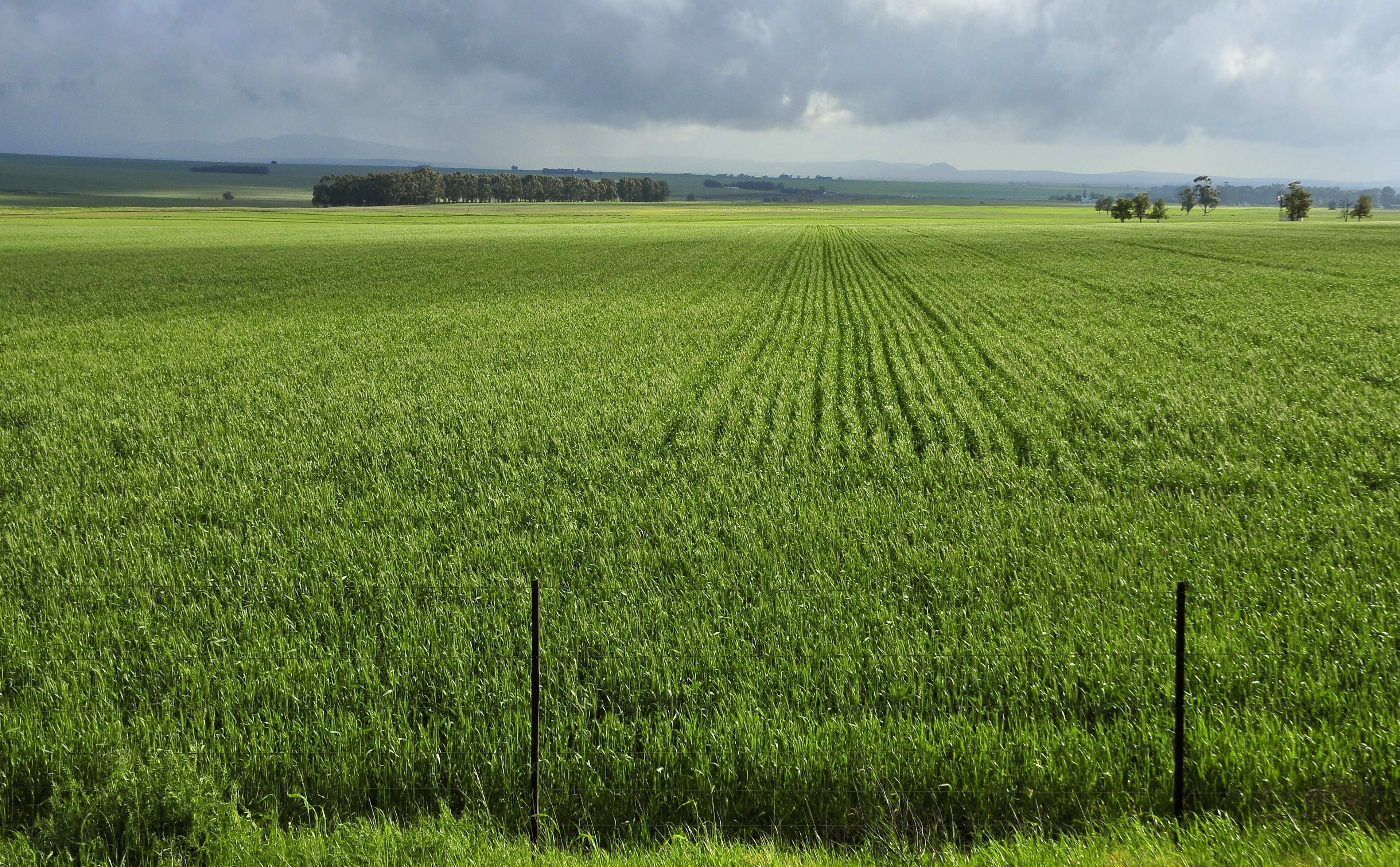 Wheat fields in the Western Cape