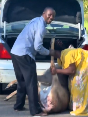 A man and a woman lift a dead deer into the boot of a white car at the roadside