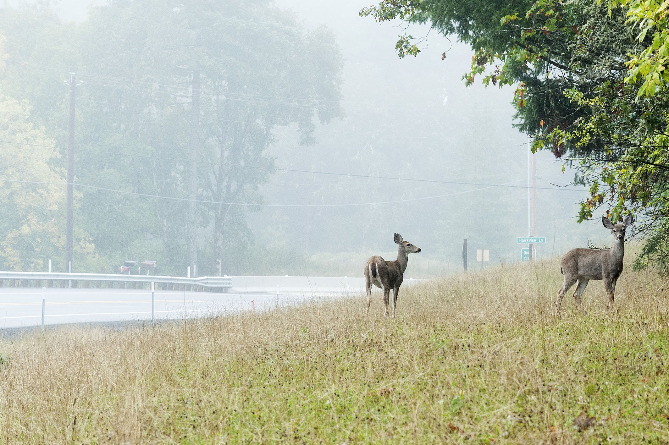 A deer standing beside a road