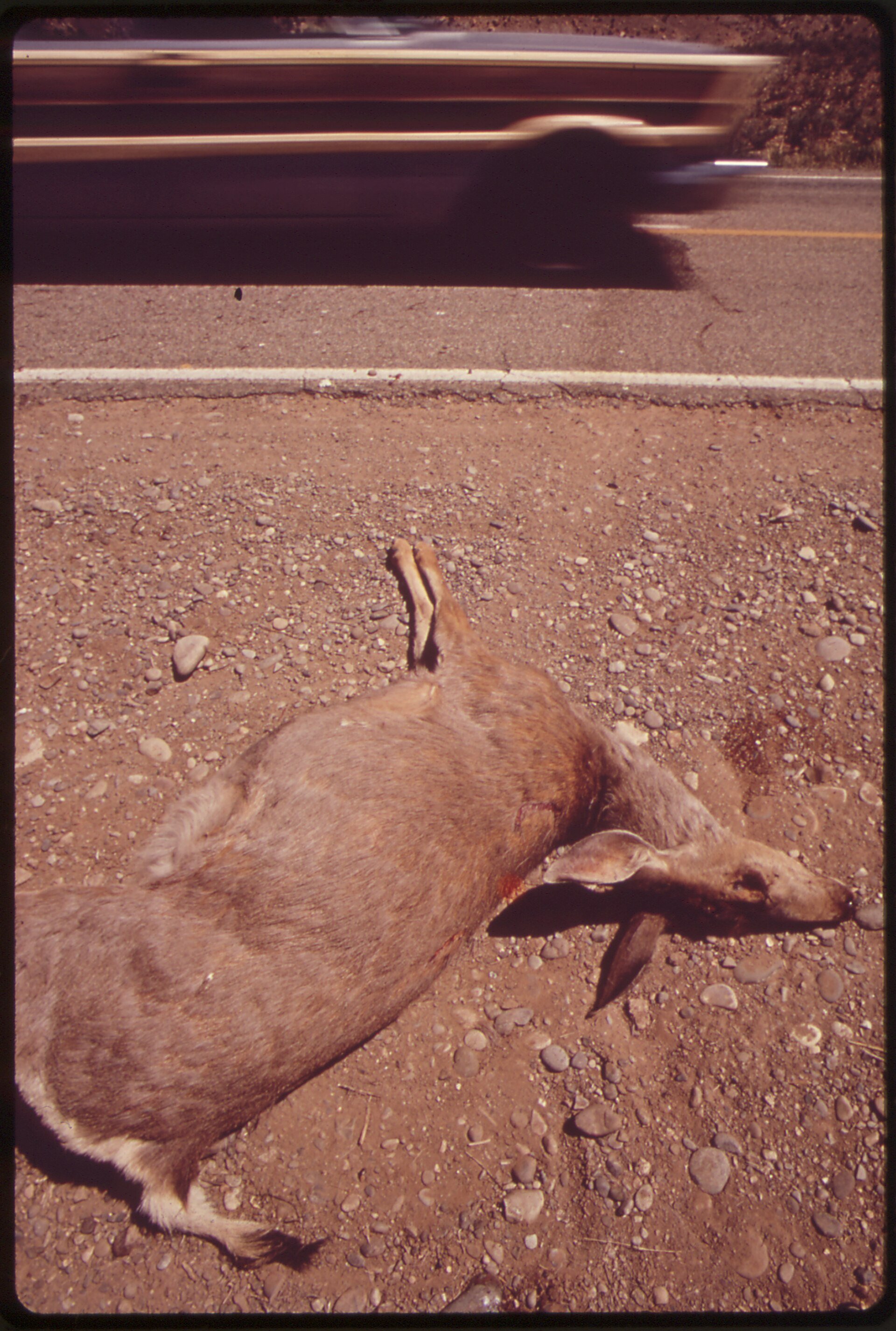 A deer lying at the roadside after being hit by a car