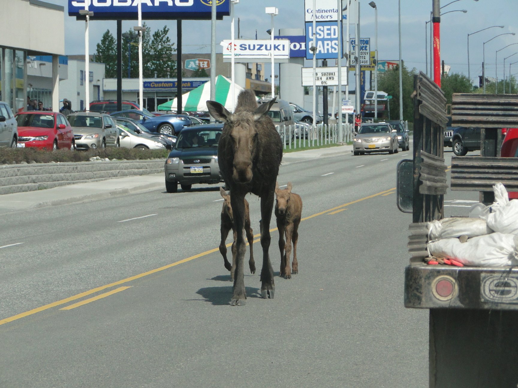 A moose and her twins walking in Anchorage traffic