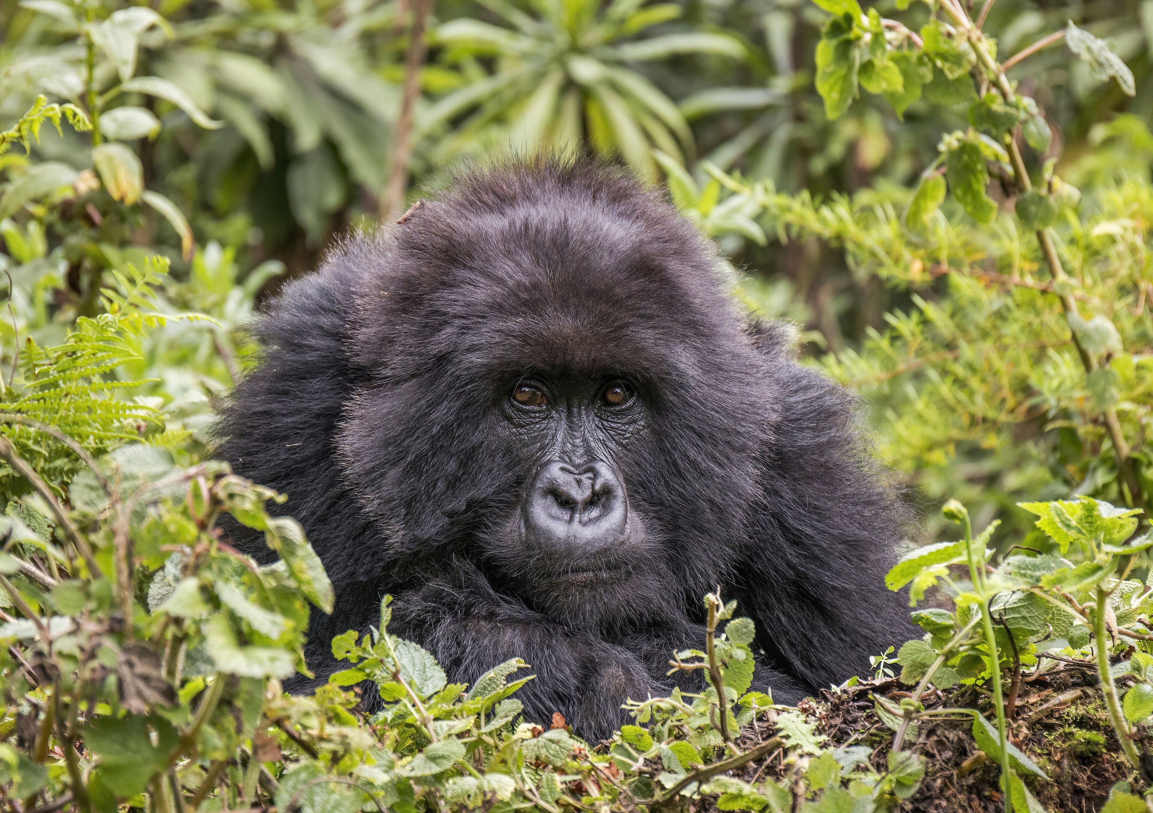 A mountain gorilla in Volcanoes National Park, Rwanda