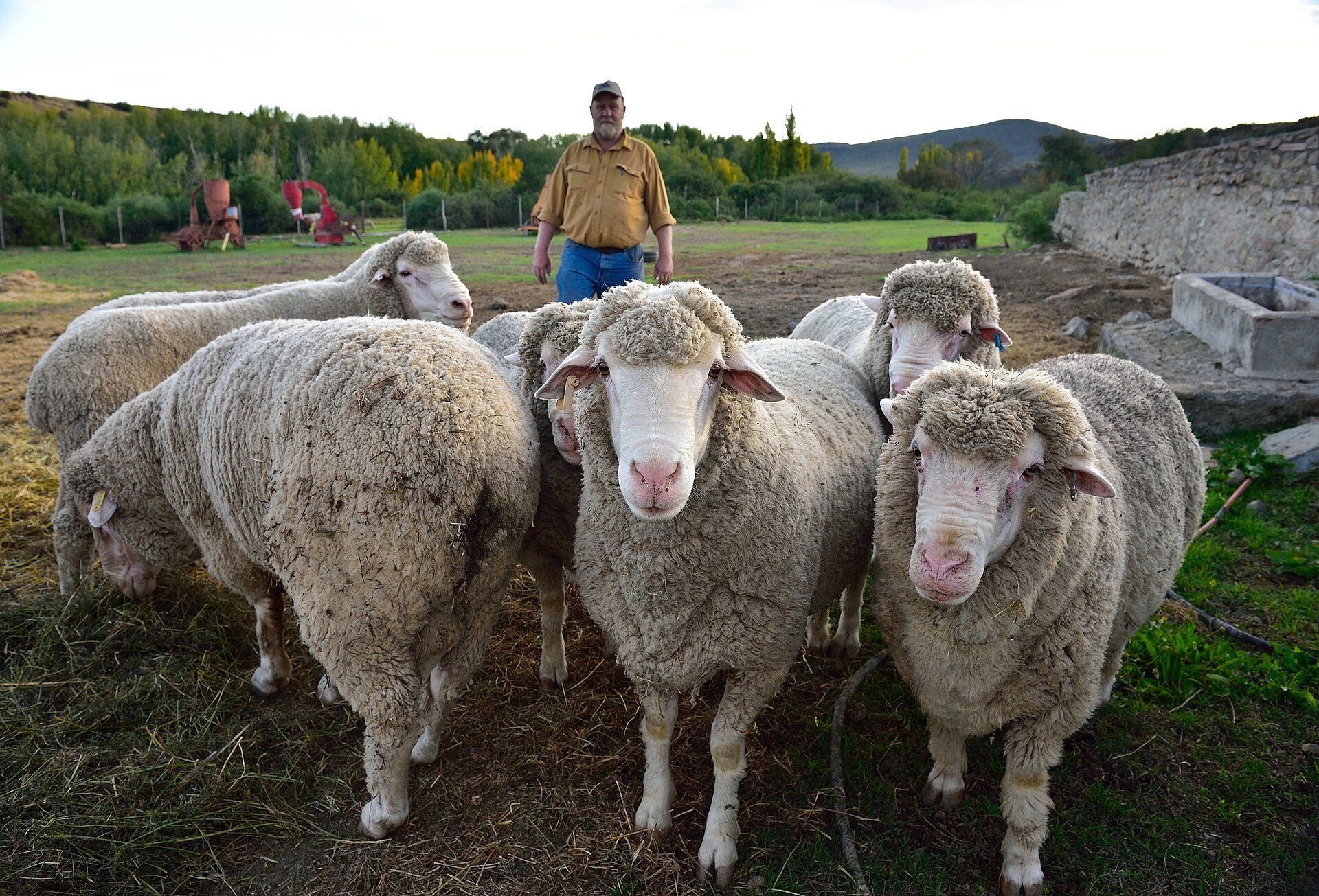 Sheep and a farmer on a Karoo farm in the Eastern Cape
