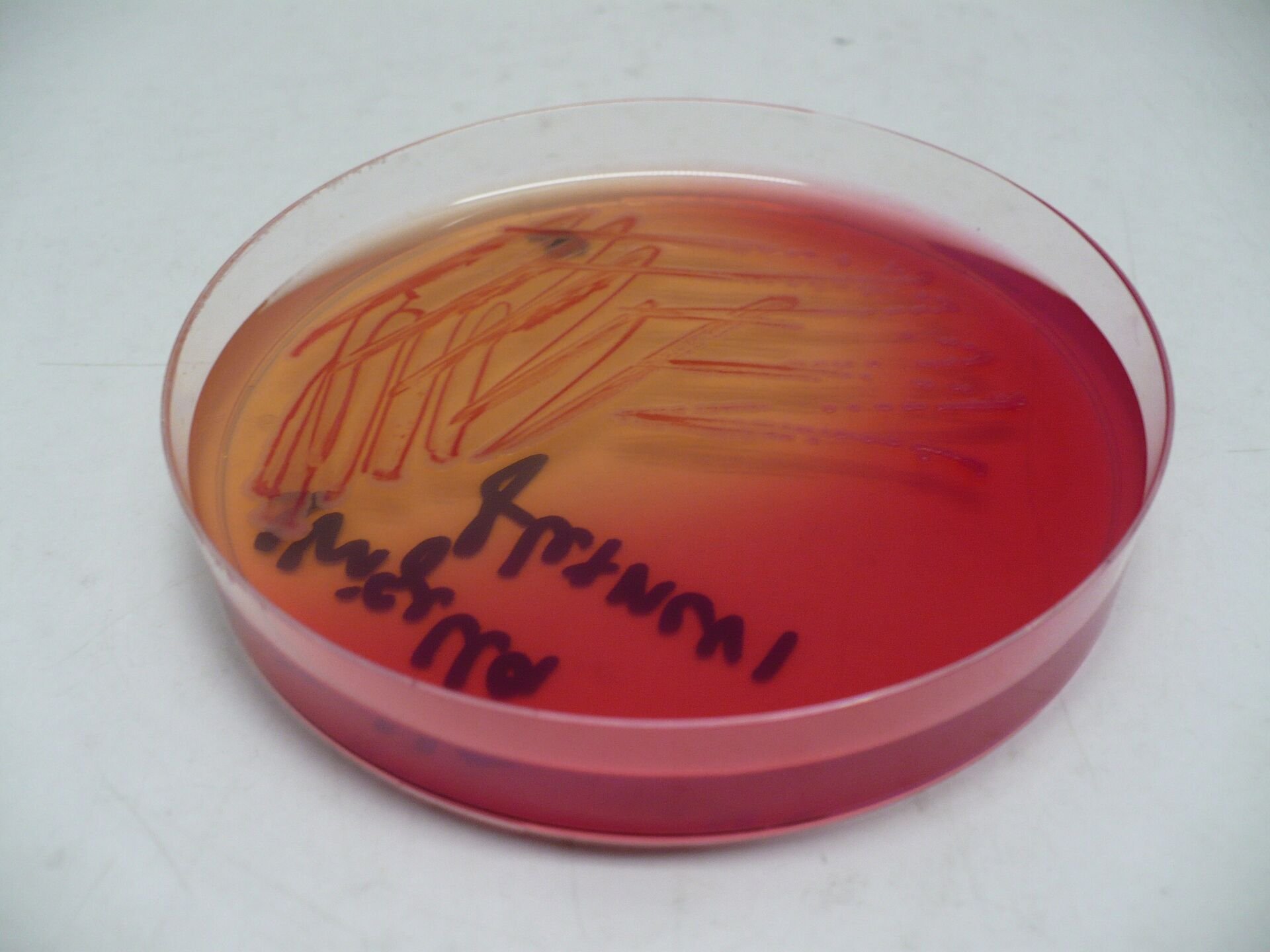 Shigella flexneri colonies growing on a red lab culture plate