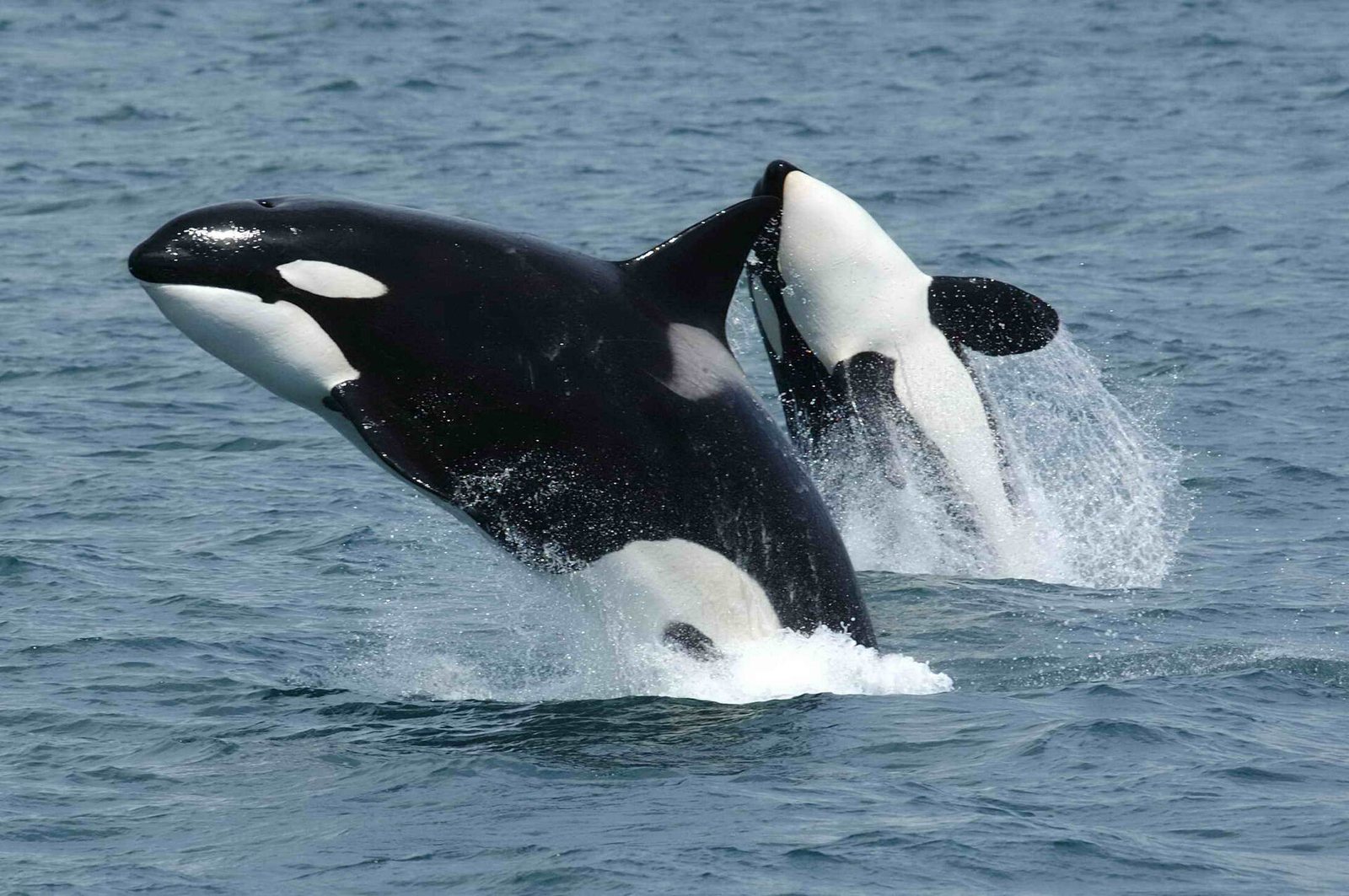 Two orcas leaping out of the sea side by side